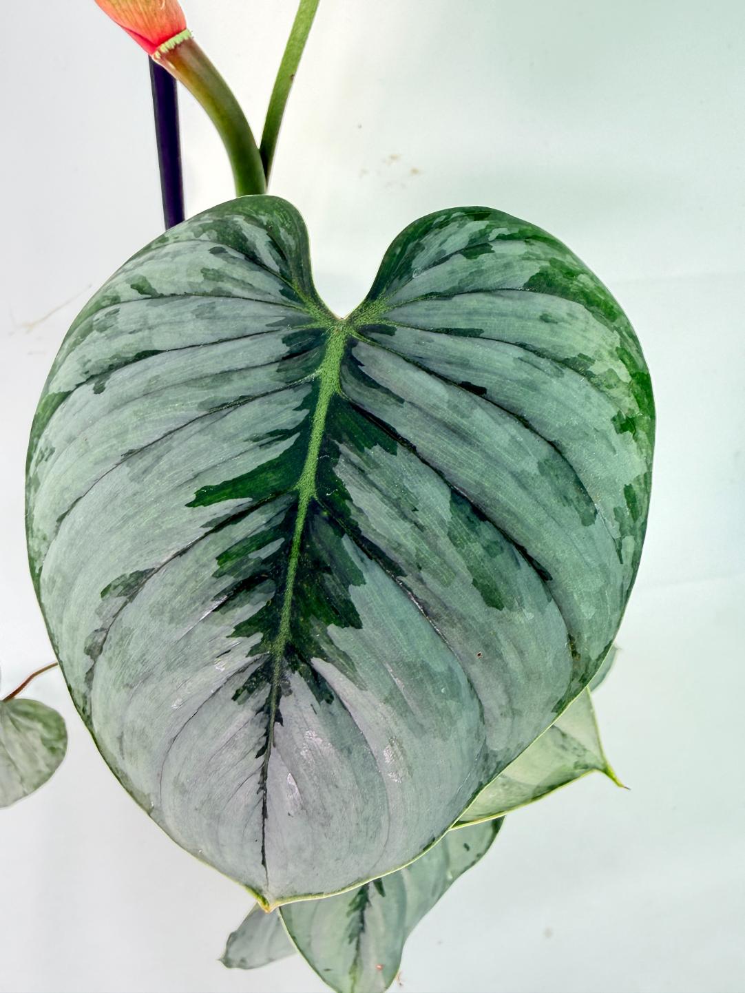 Philodendron Sodiroi XL 07