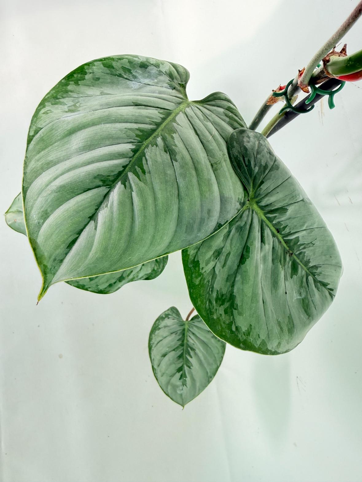 Philodendron Sodiroi XL 08