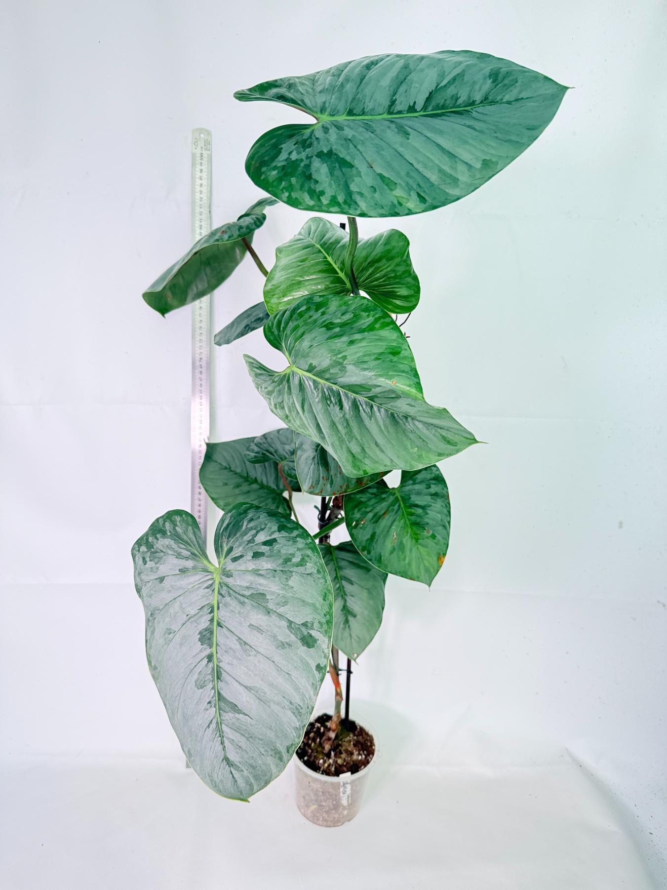 Philodendron Sodiroi XXL 1