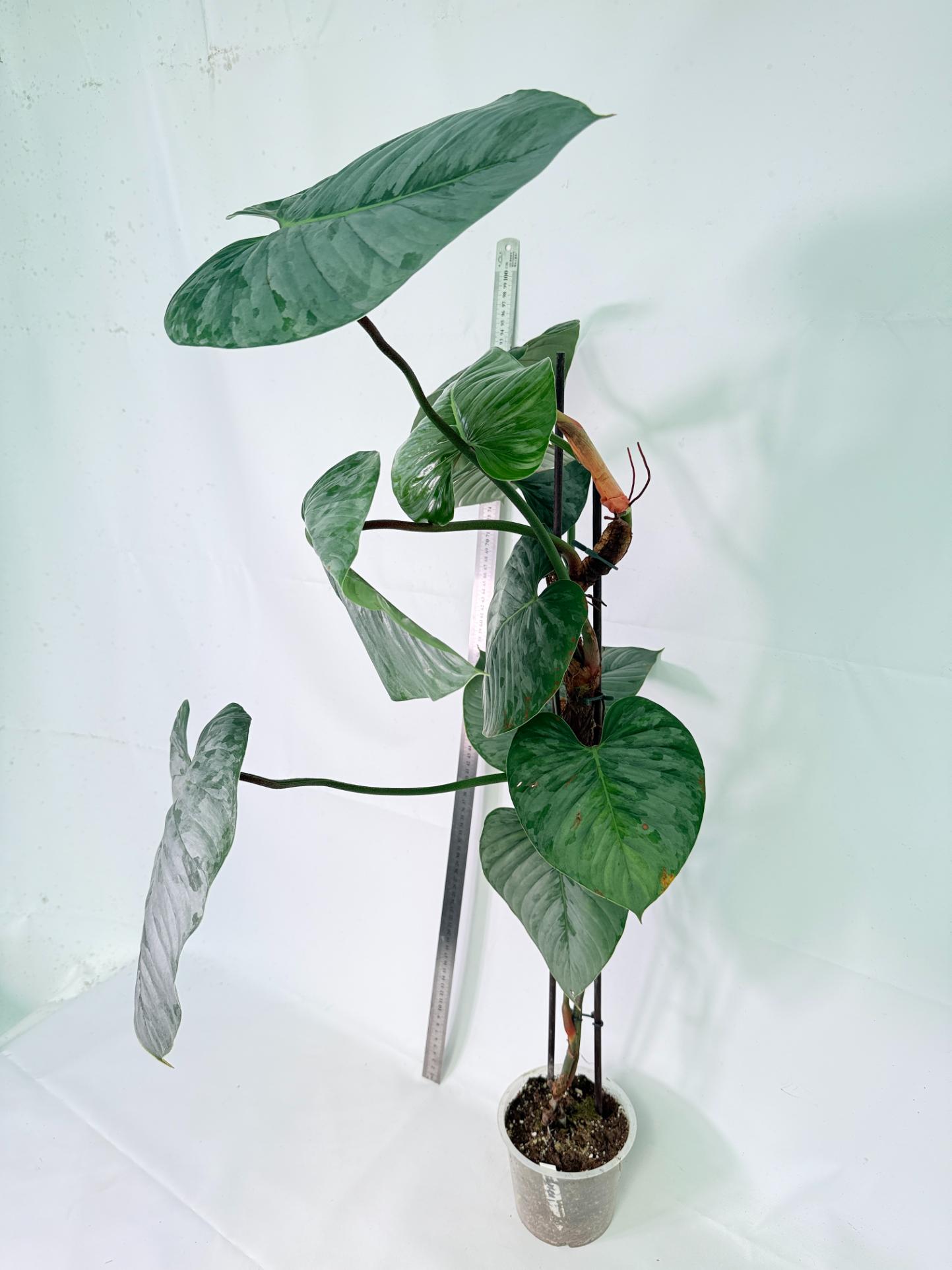 Philodendron Sodiroi XXL 4