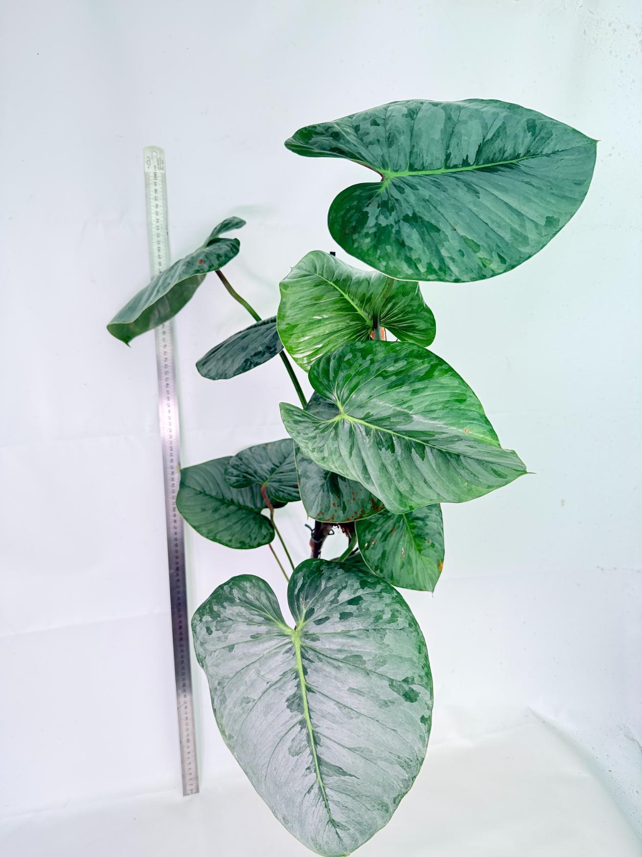 Philodendron Sodiroi XXL 5