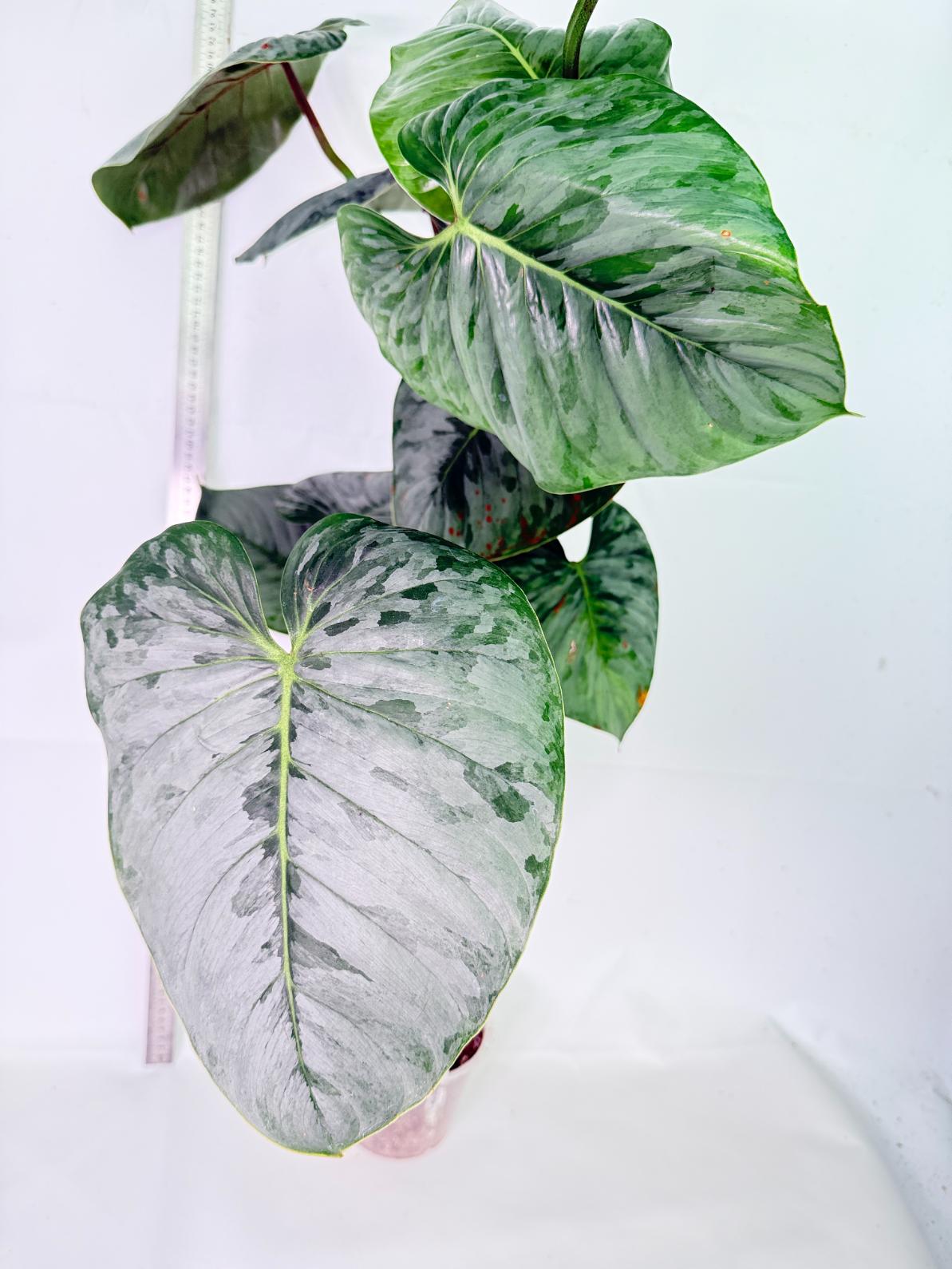 Philodendron Sodiroi XXL 2