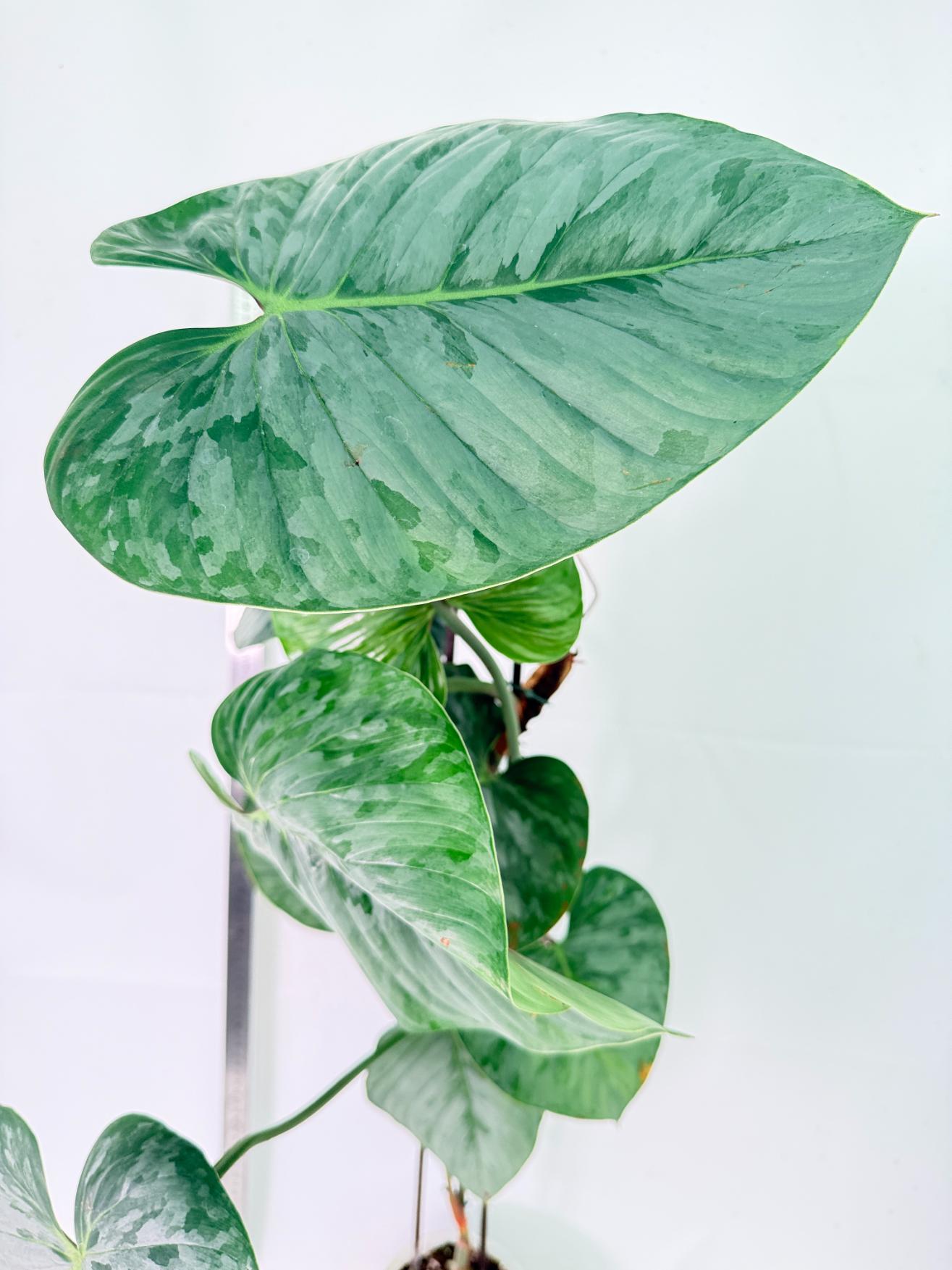 Philodendron Sodiroi XXL 6
