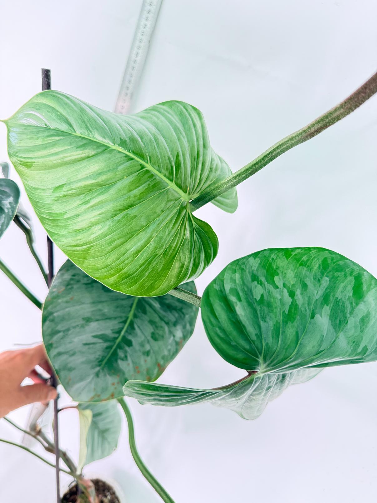 Philodendron Sodiroi XXL 3