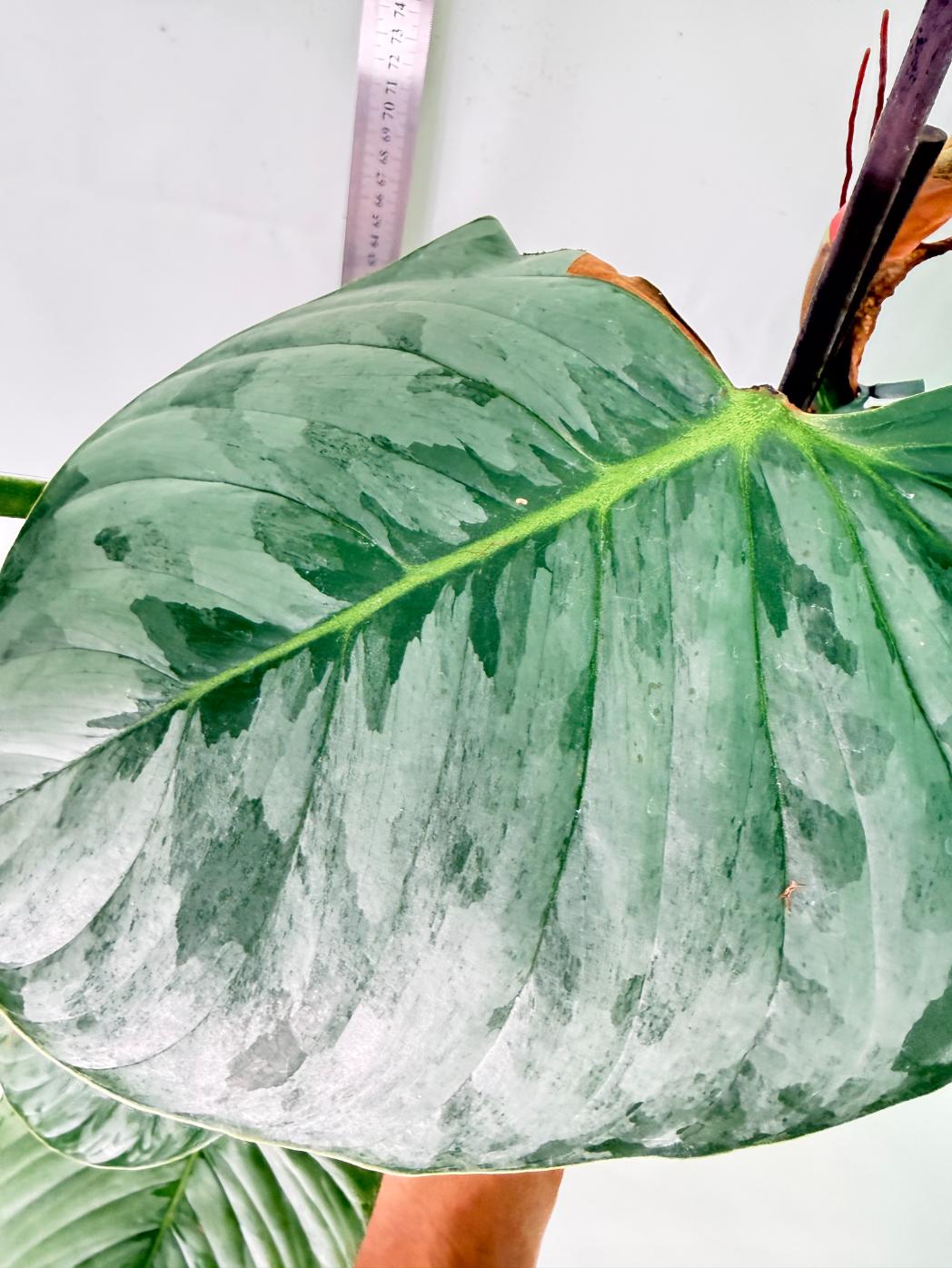 Philodendron Sodiroi XXL 7