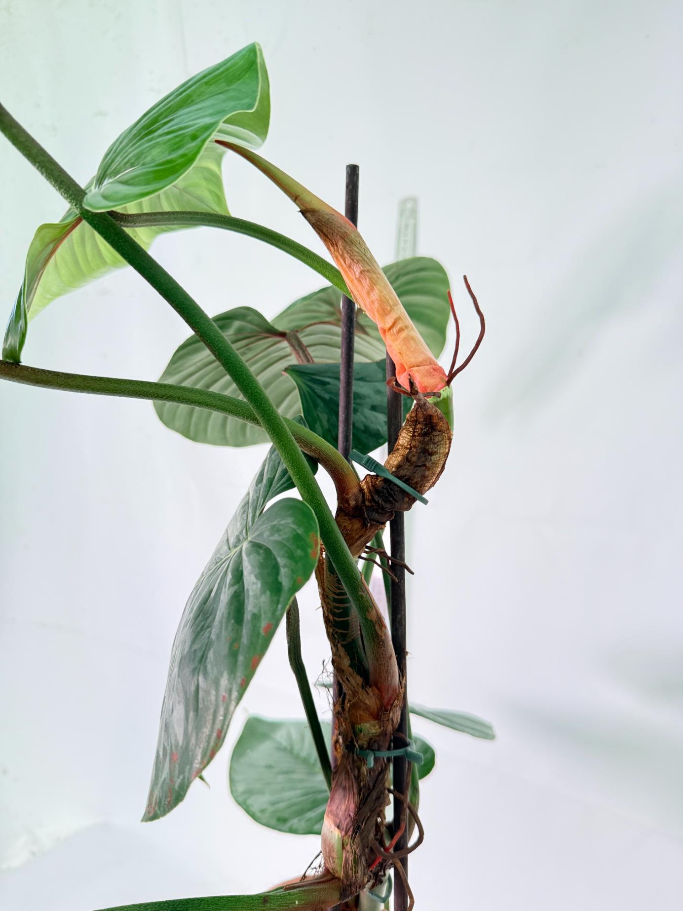 Philodendron Sodiroi XXL 8