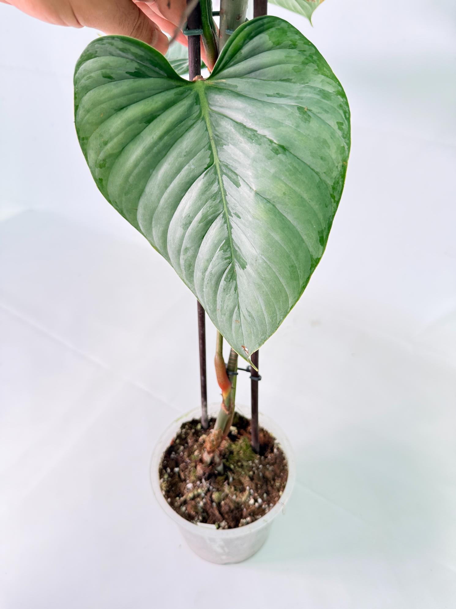 Philodendron Sodiroi XXL 9