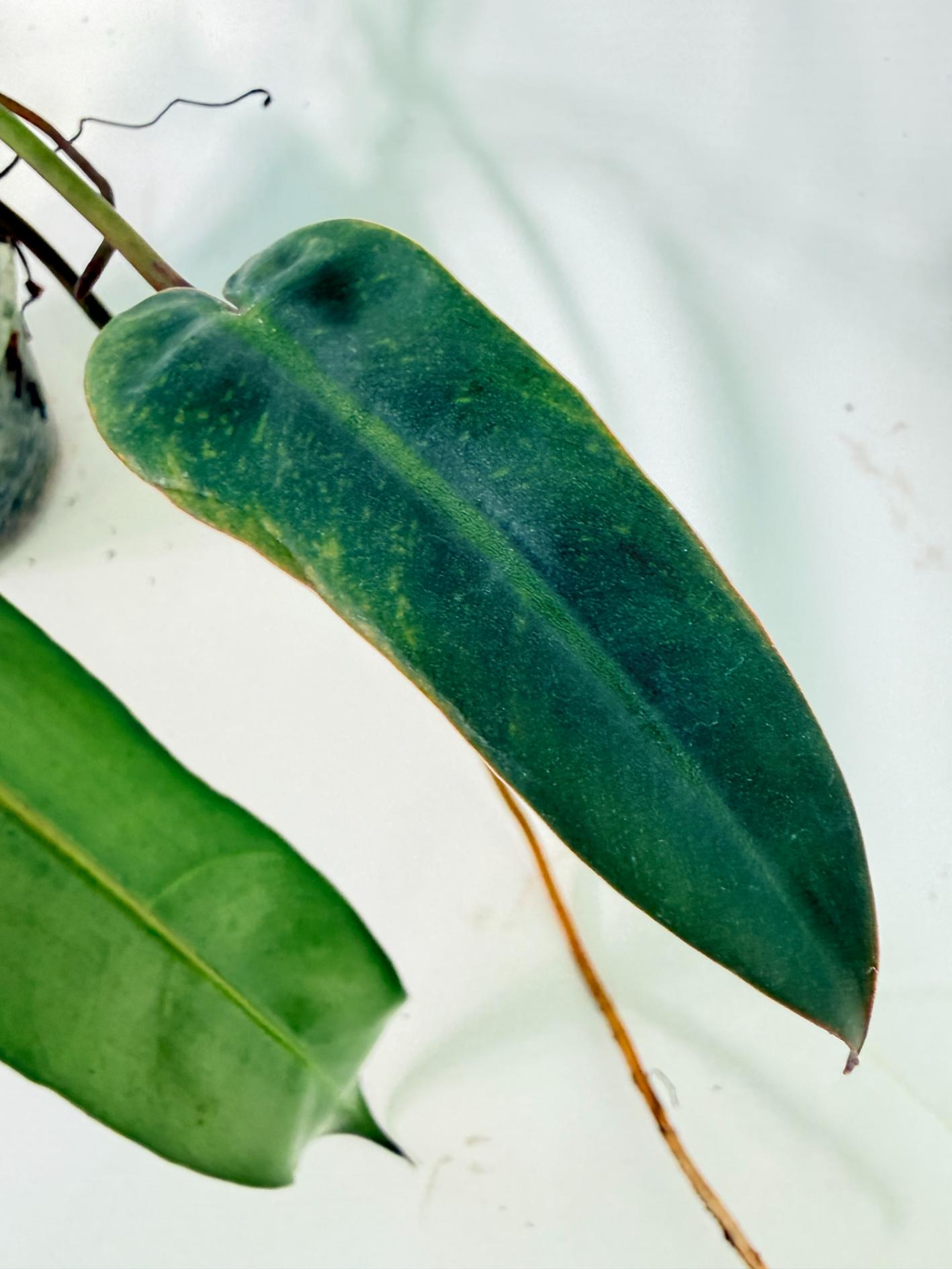 Philodendron Spiritus Sancti 10