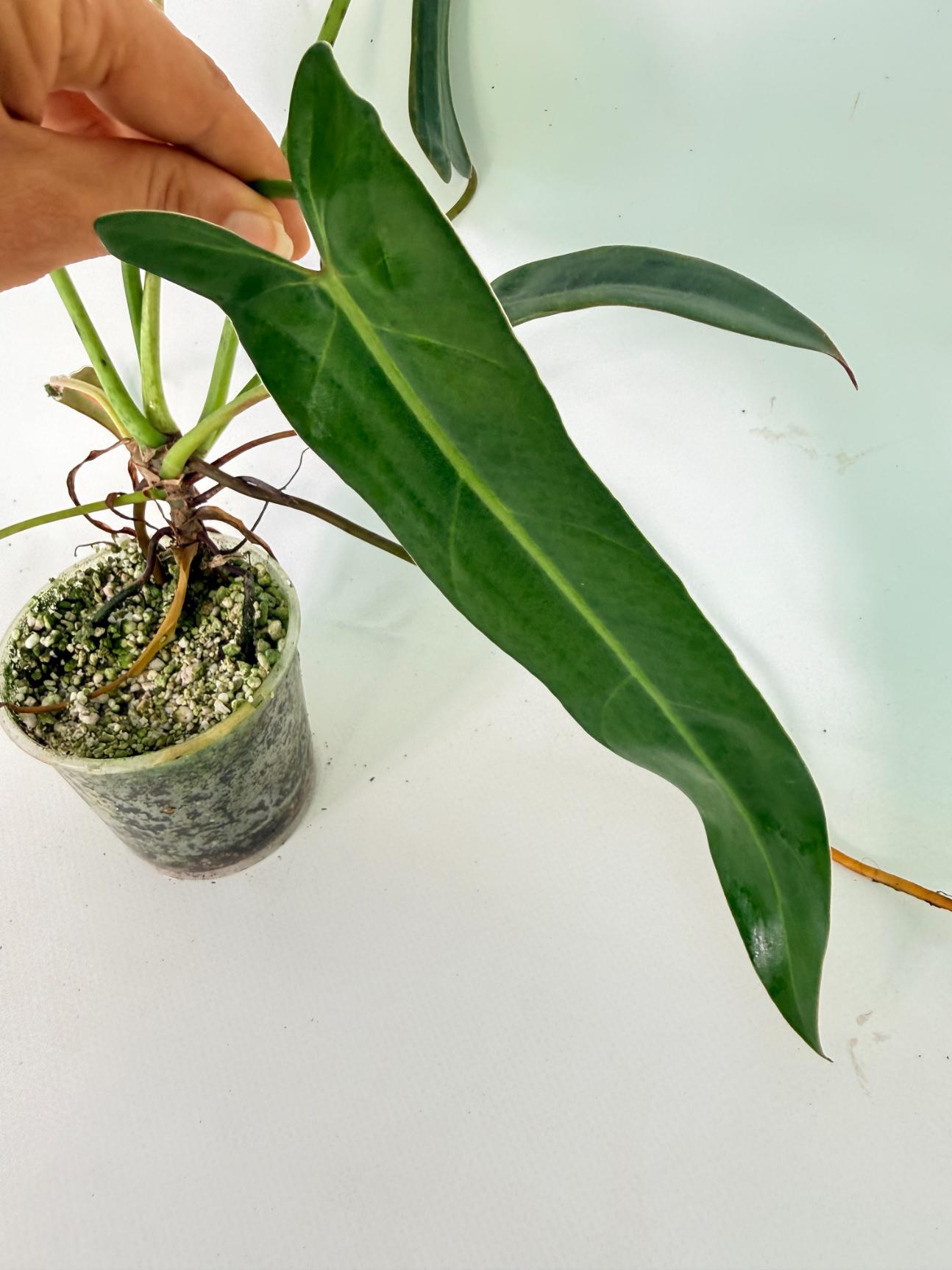 Philodendron Spiritus Sancti 11