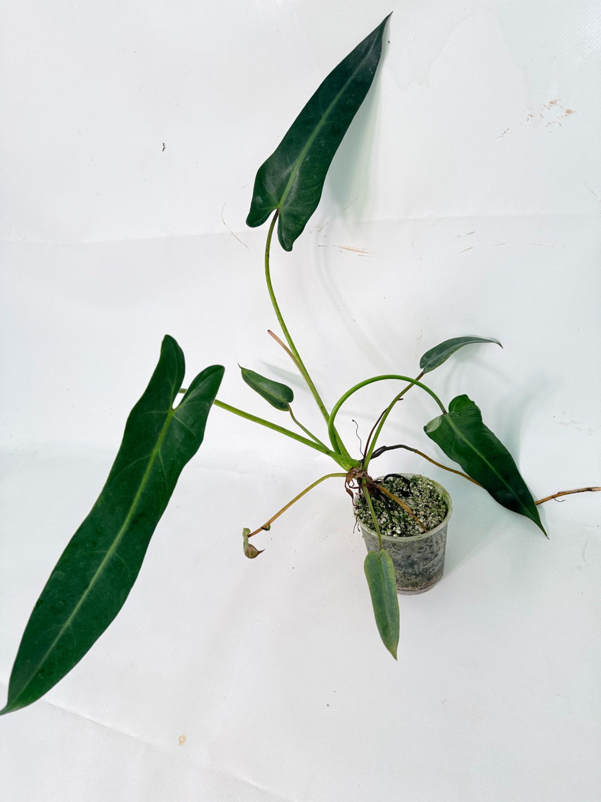 Philodendron Spiritus Sancti 02
