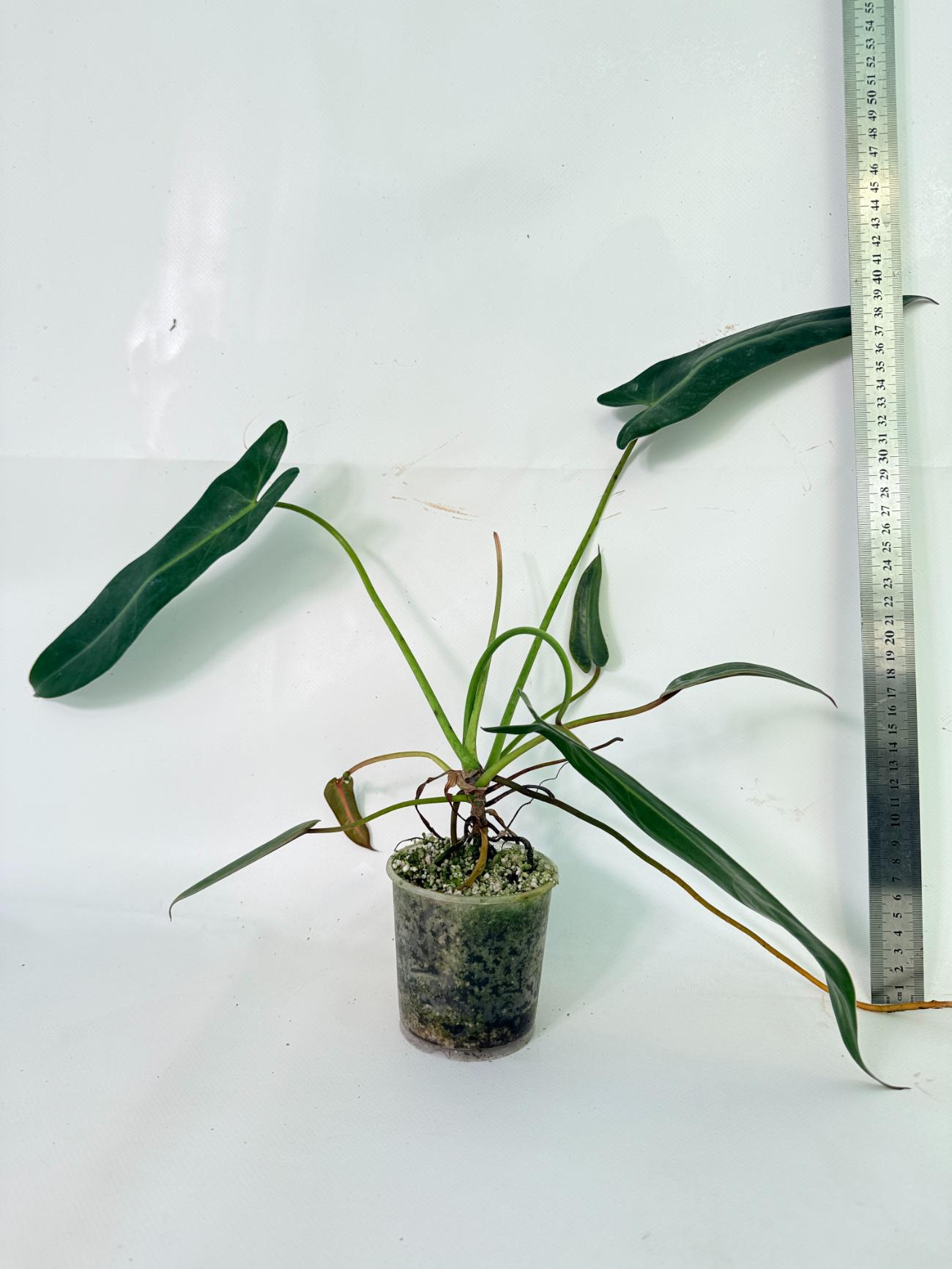 Philodendron Spiritus Sancti  03