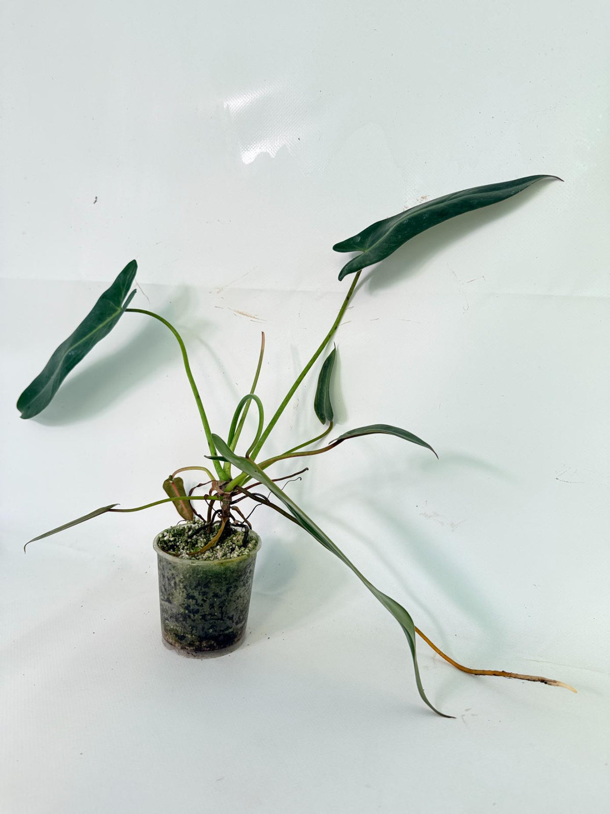 Philodendron Spiritus Sancti 04