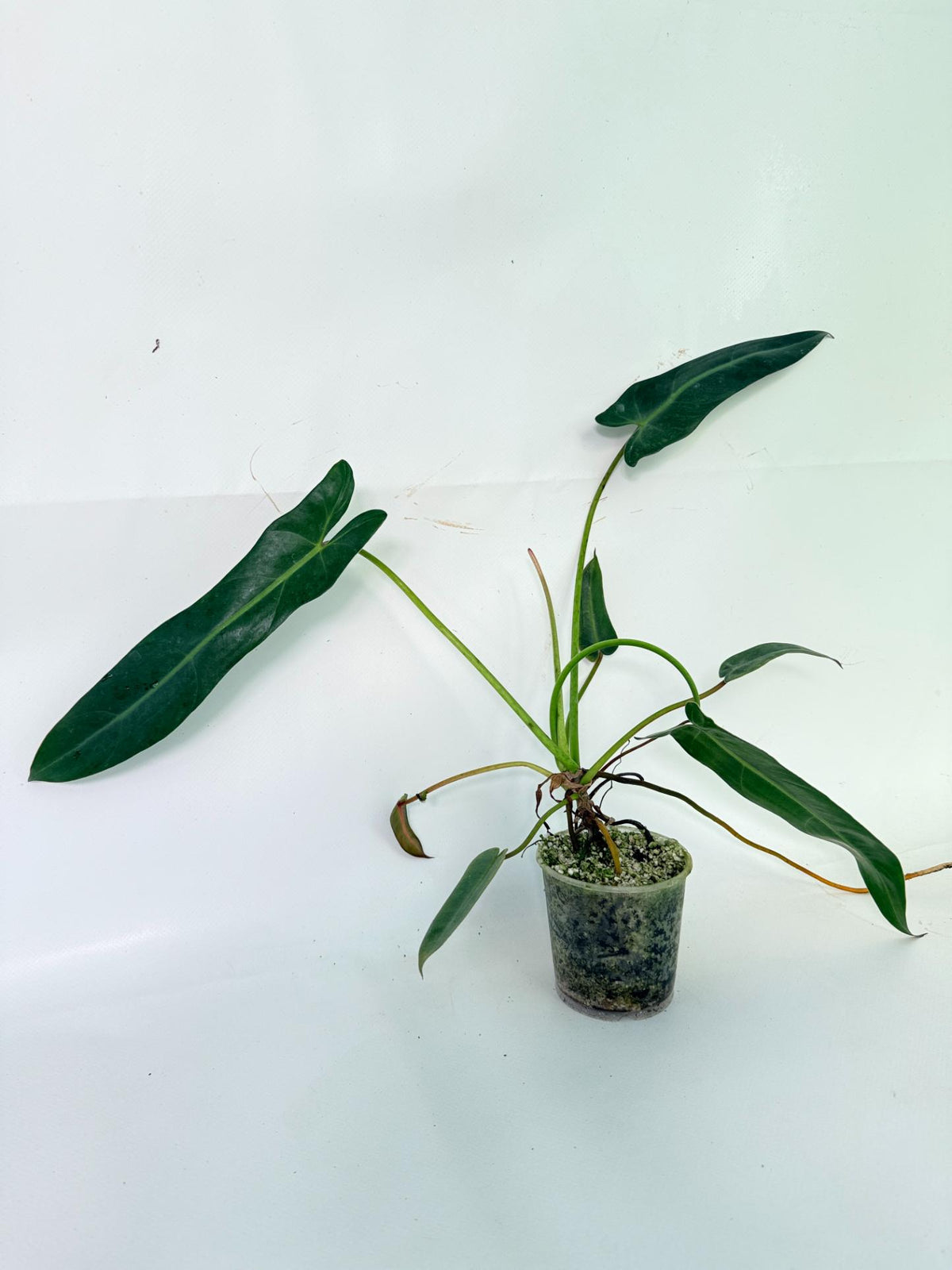 Philodendron Spiritus Sancti 05