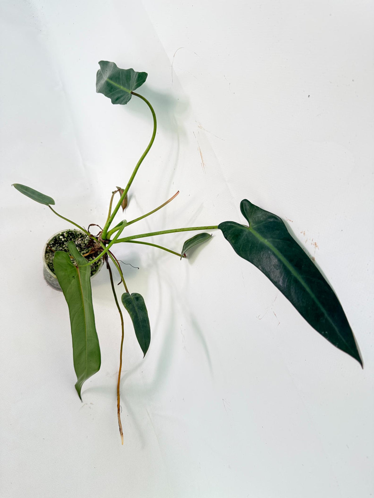 Philodendron Spiritus Sancti 01
