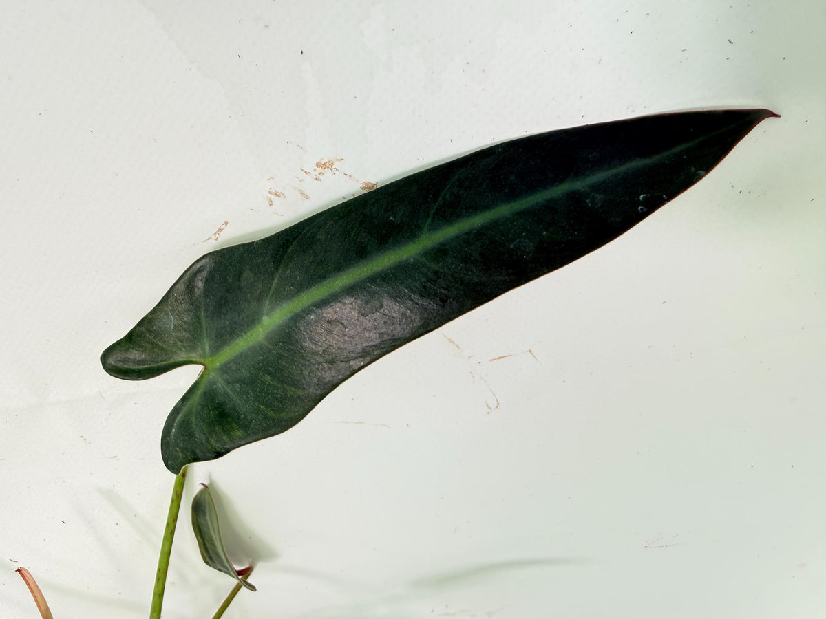 Philodendron Spiritus Sancti 06