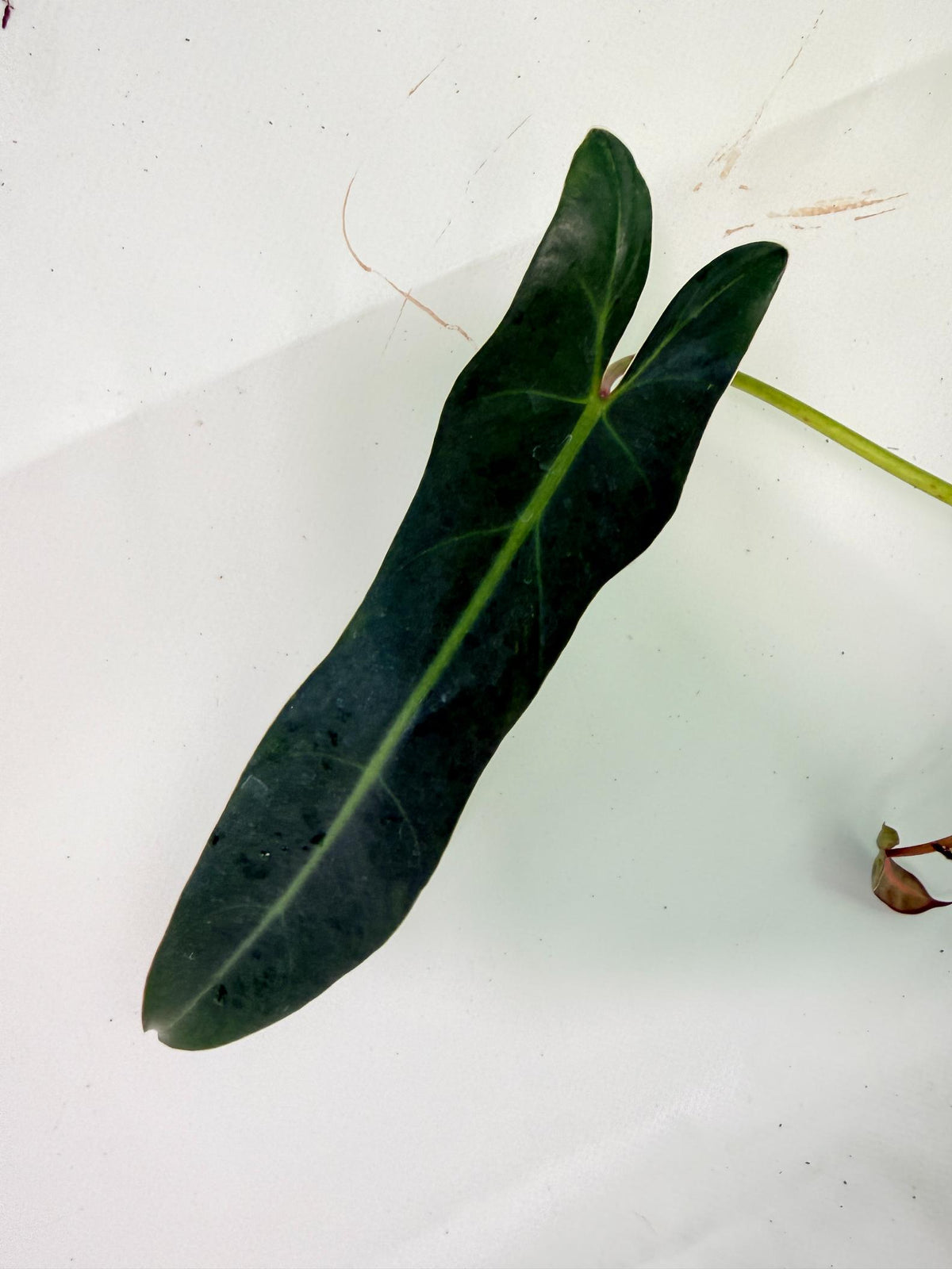 Philodendron Spiritus Sancti 07