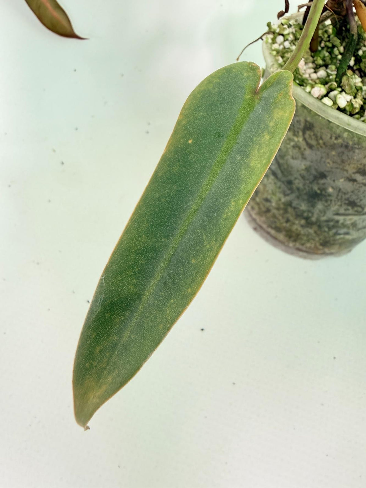 Philodendron Spiritus Sancti 08