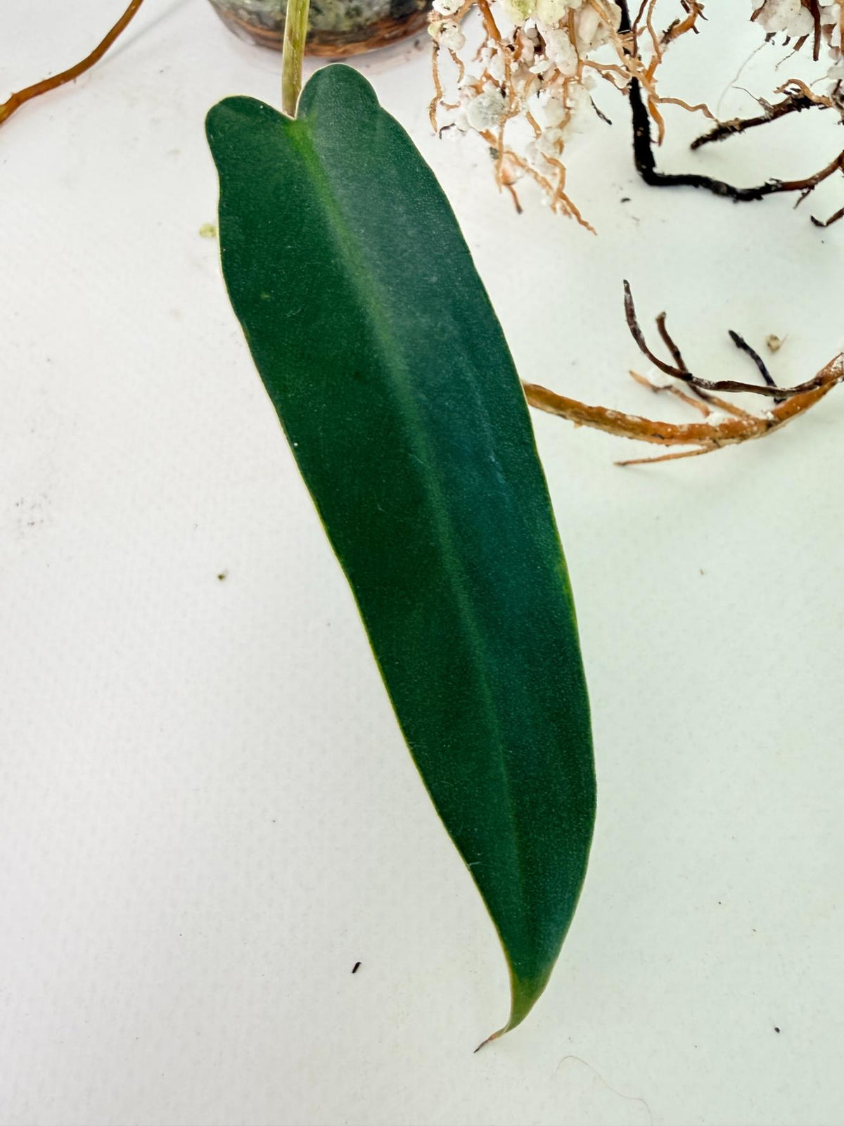 Philodendron Spiritus Sancti 10