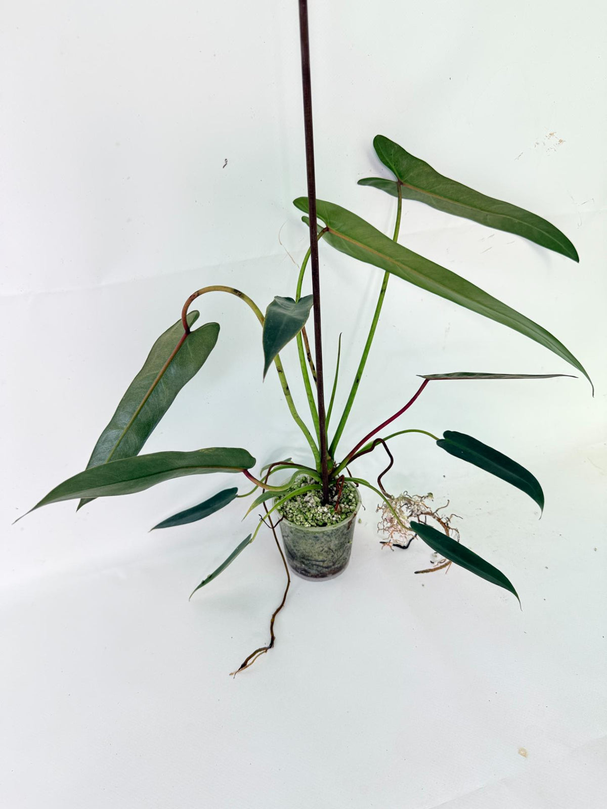 Philodendron Spiritus Sancti 13