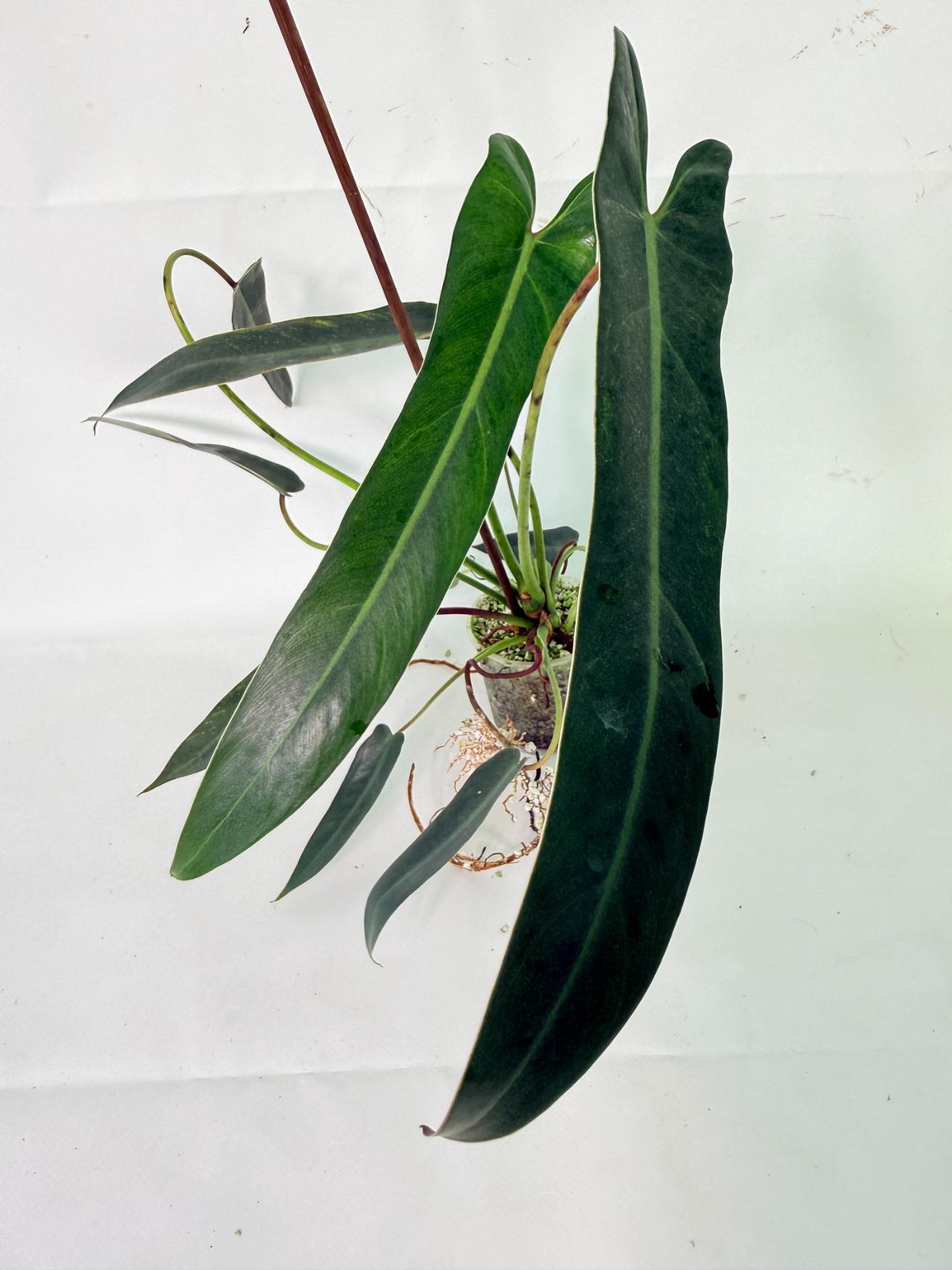Philodendron Spiritus Sancti 12