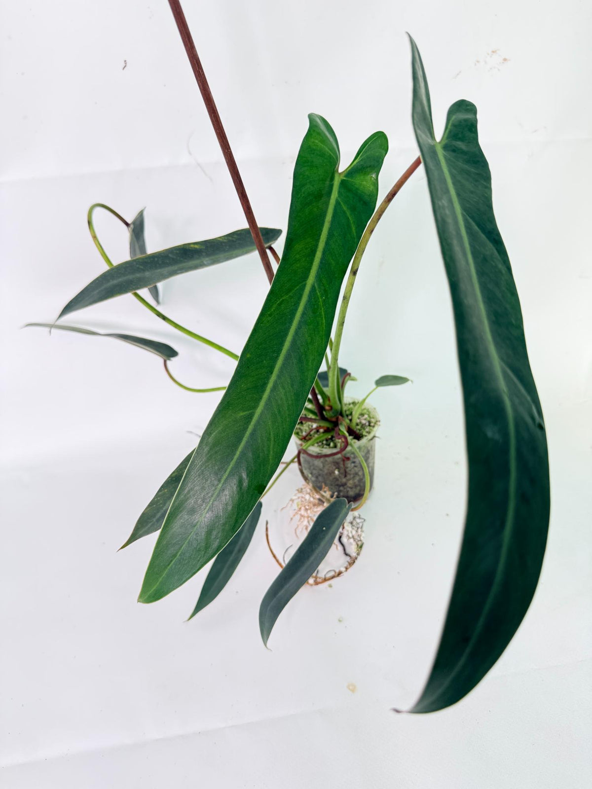 Philodendron Spiritus Sancti 14