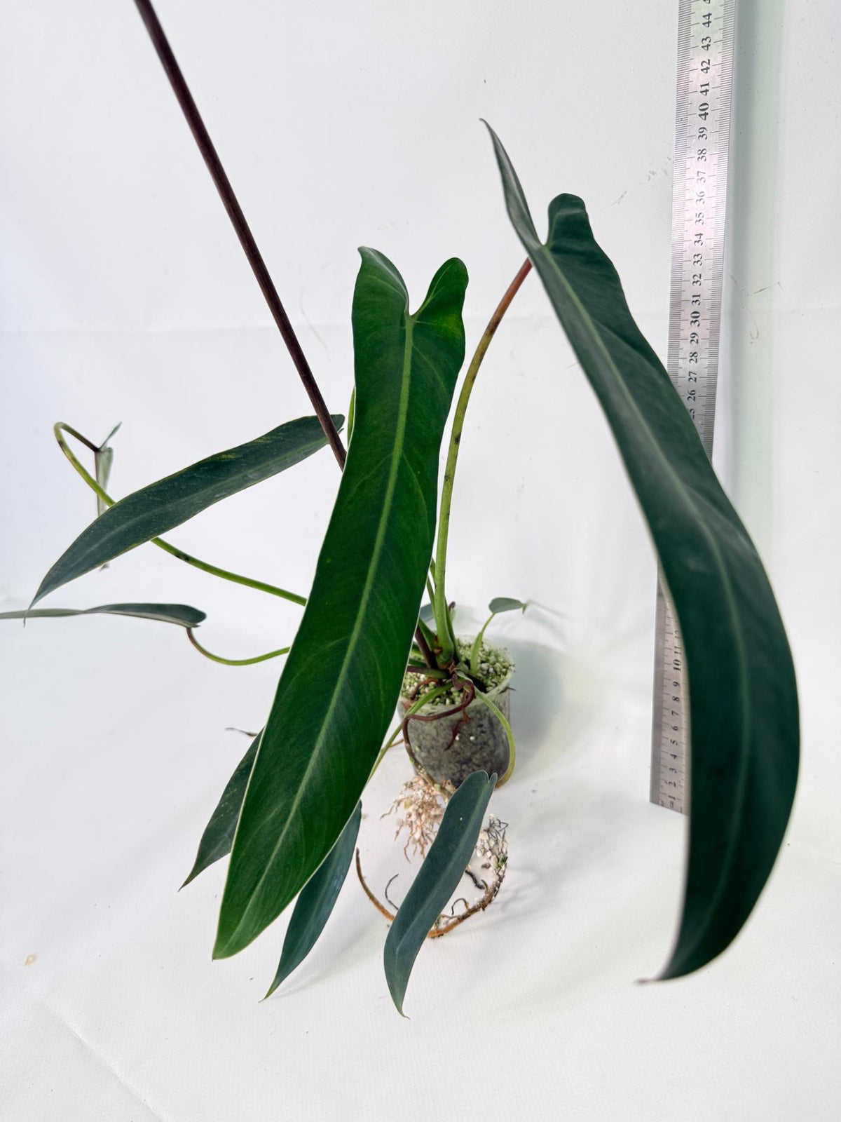 Philodendron Spiritus Sancti 03