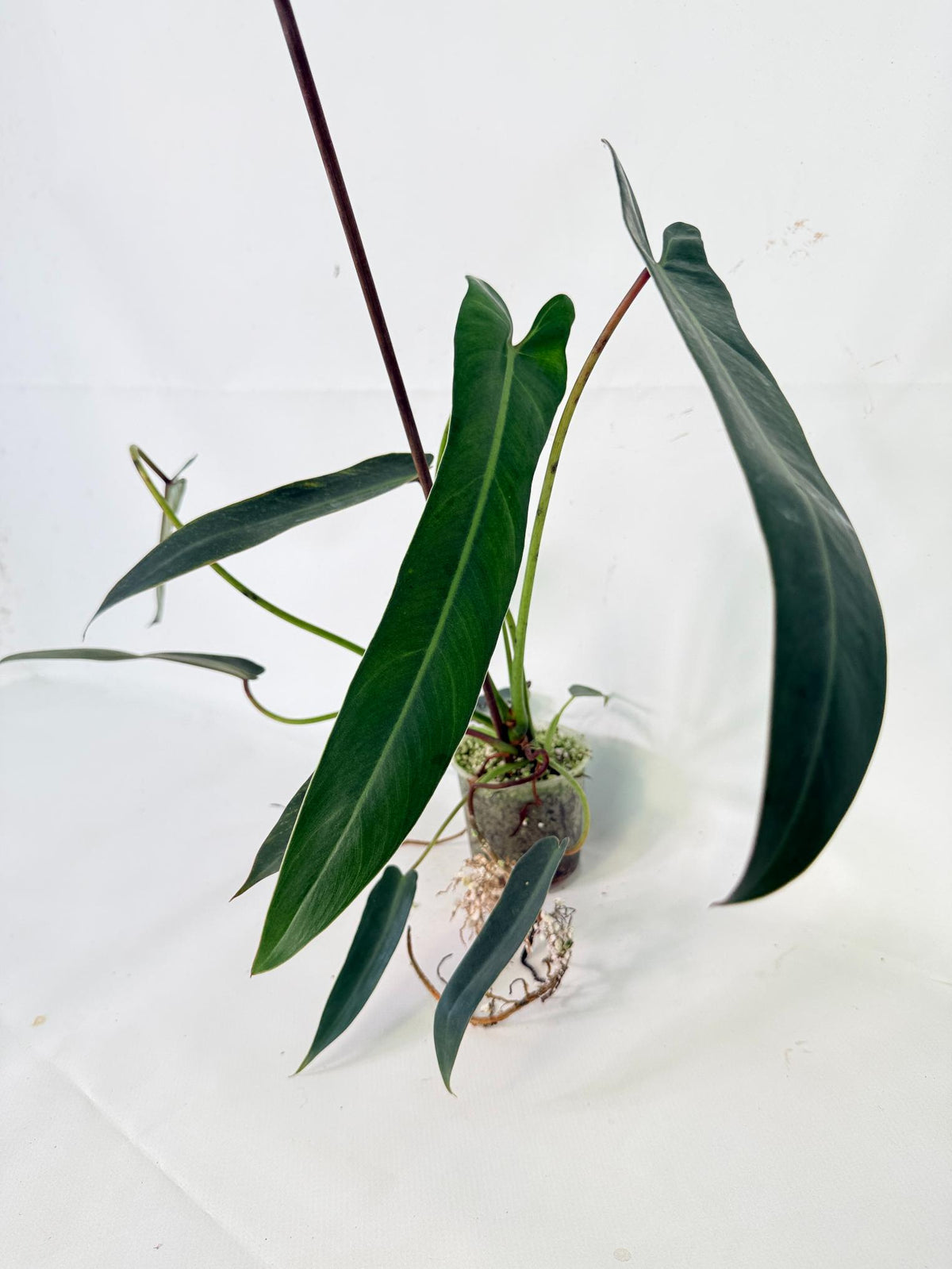 Philodendron Spiritus Sancti 02