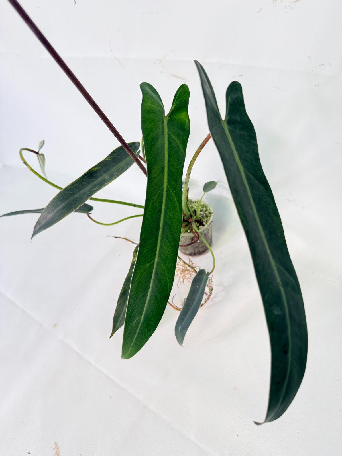 Philodendron Spiritus Sancti 01