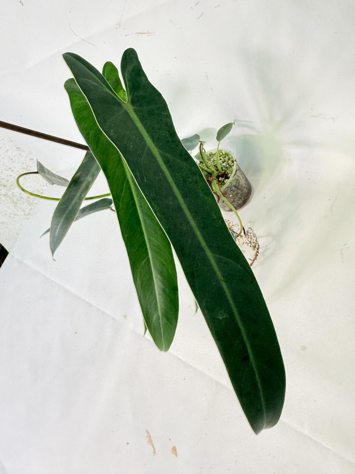 Philodendron Spiritus Sancti 04