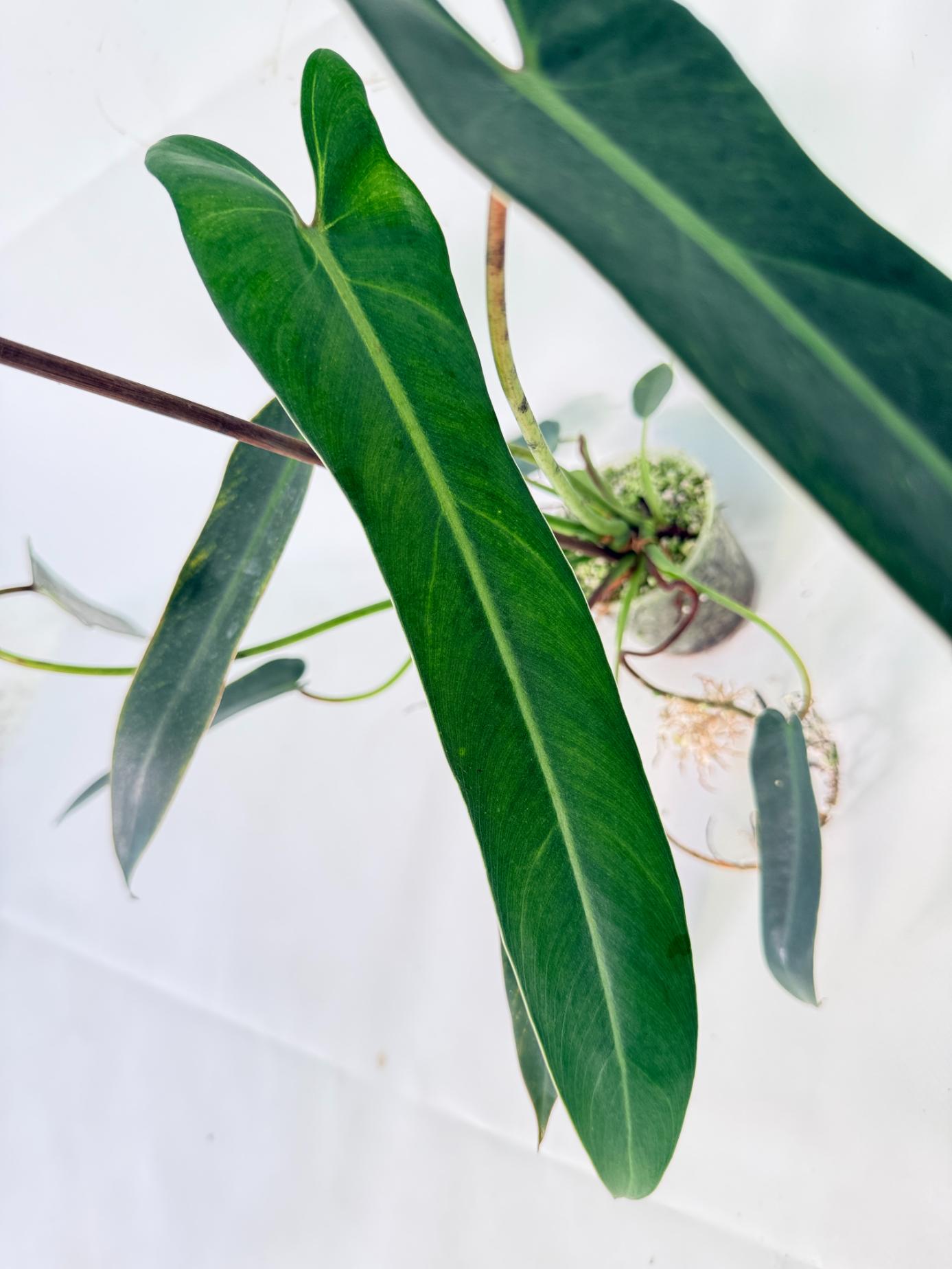 Philodendron Spiritus Sancti 05