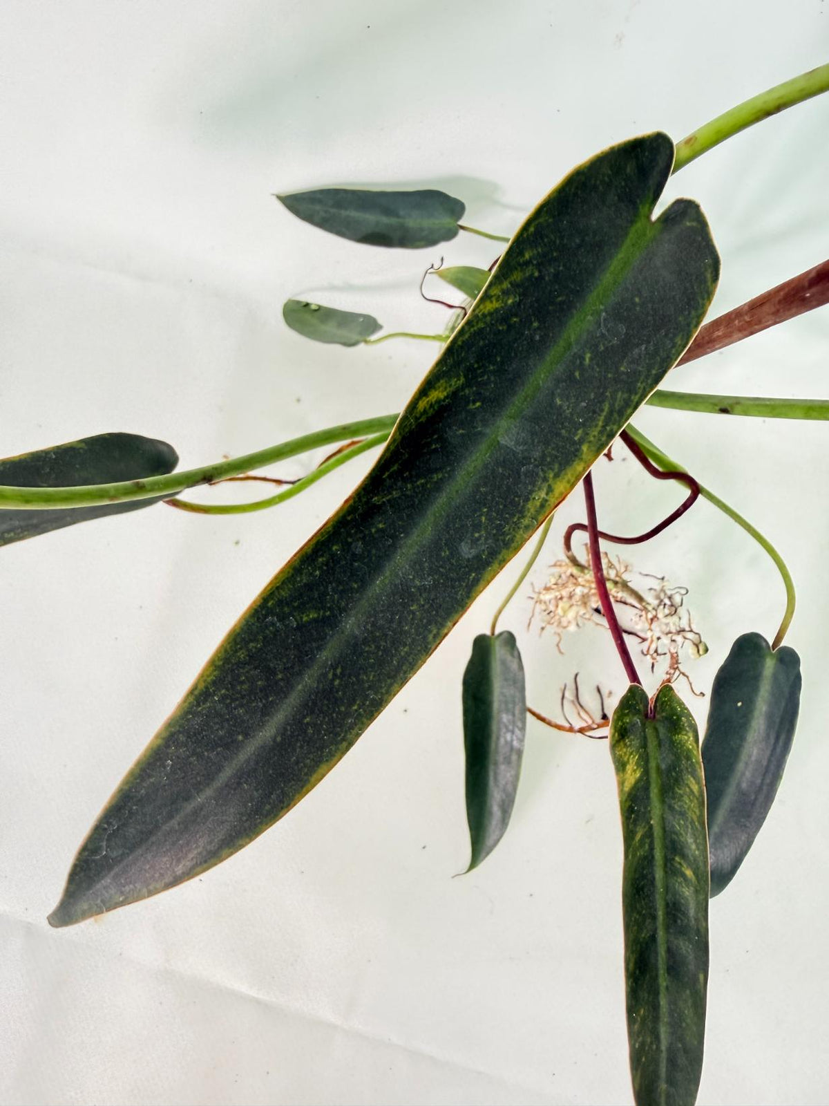 Philodendron Spiritus Sancti 06