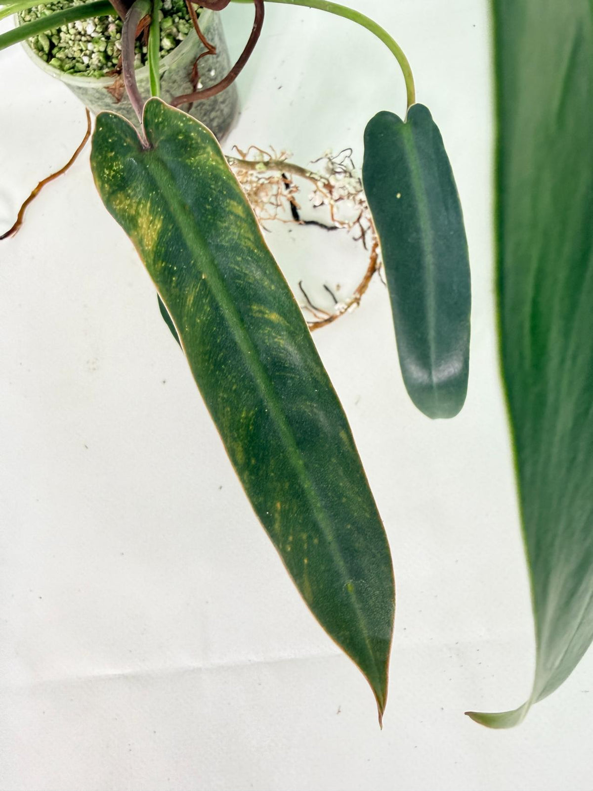 Philodendron Spiritus Sancti 07
