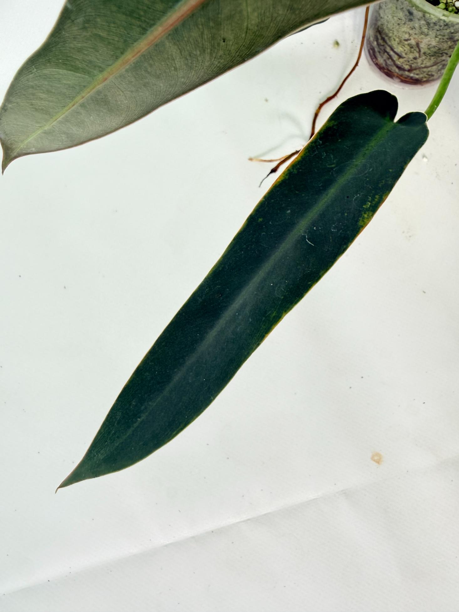 Philodendron Spiritus Sancti 08