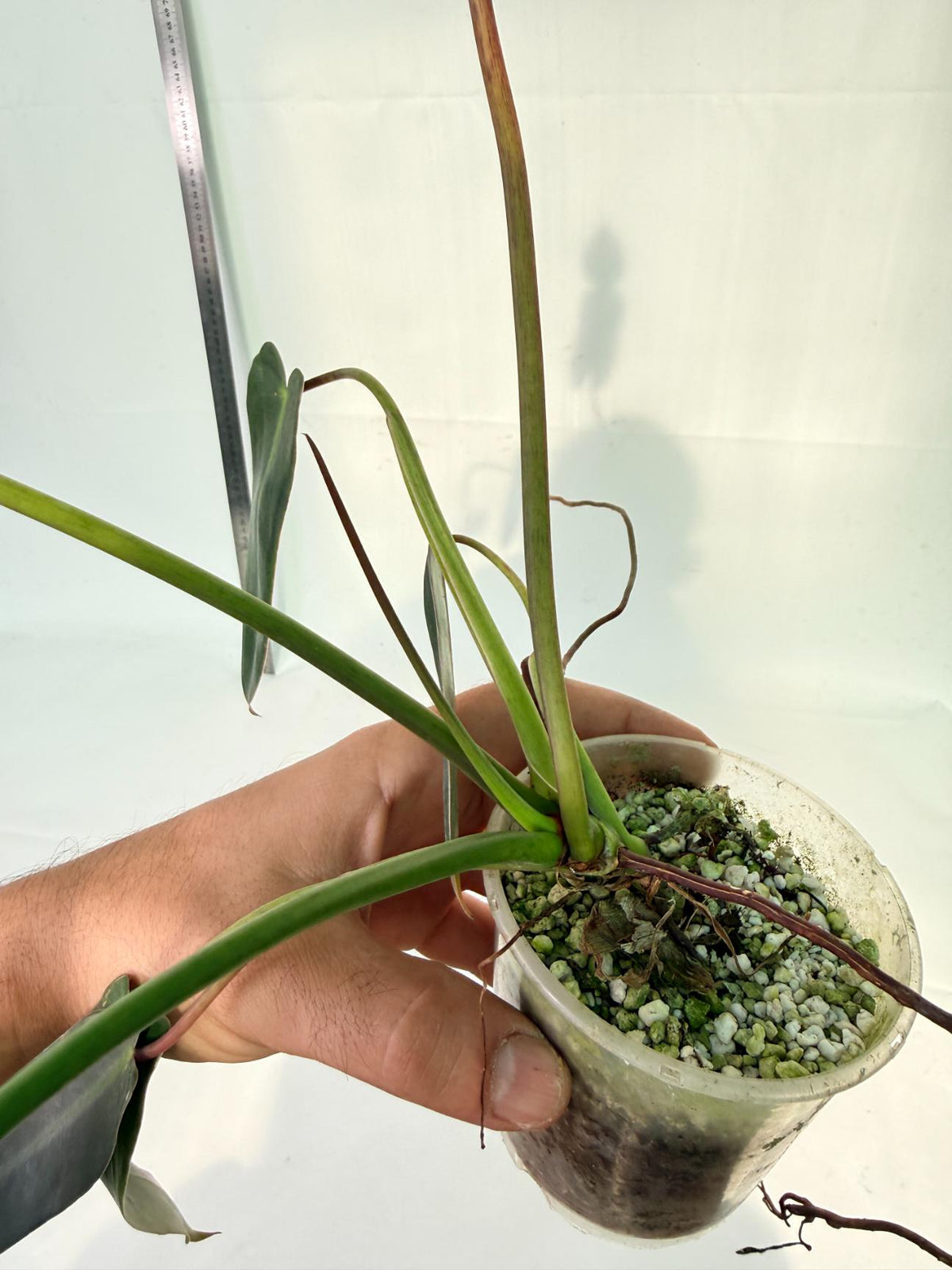 Philodendron Spiritus Sancti 8
