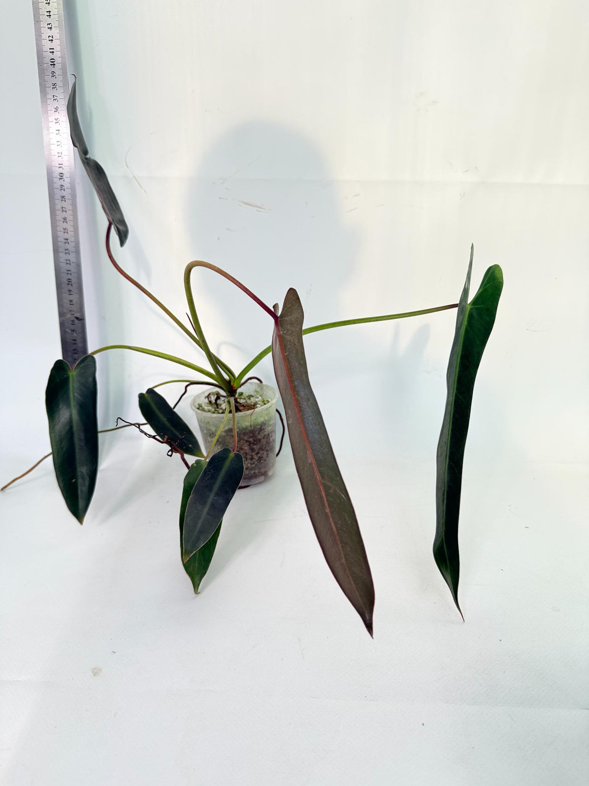 Philodendron Spiritus Sancti 1