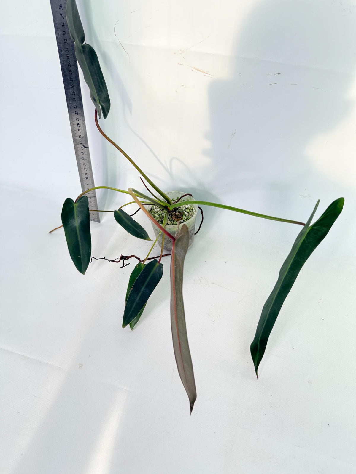 Philodendron Spiritus Sancti 4
