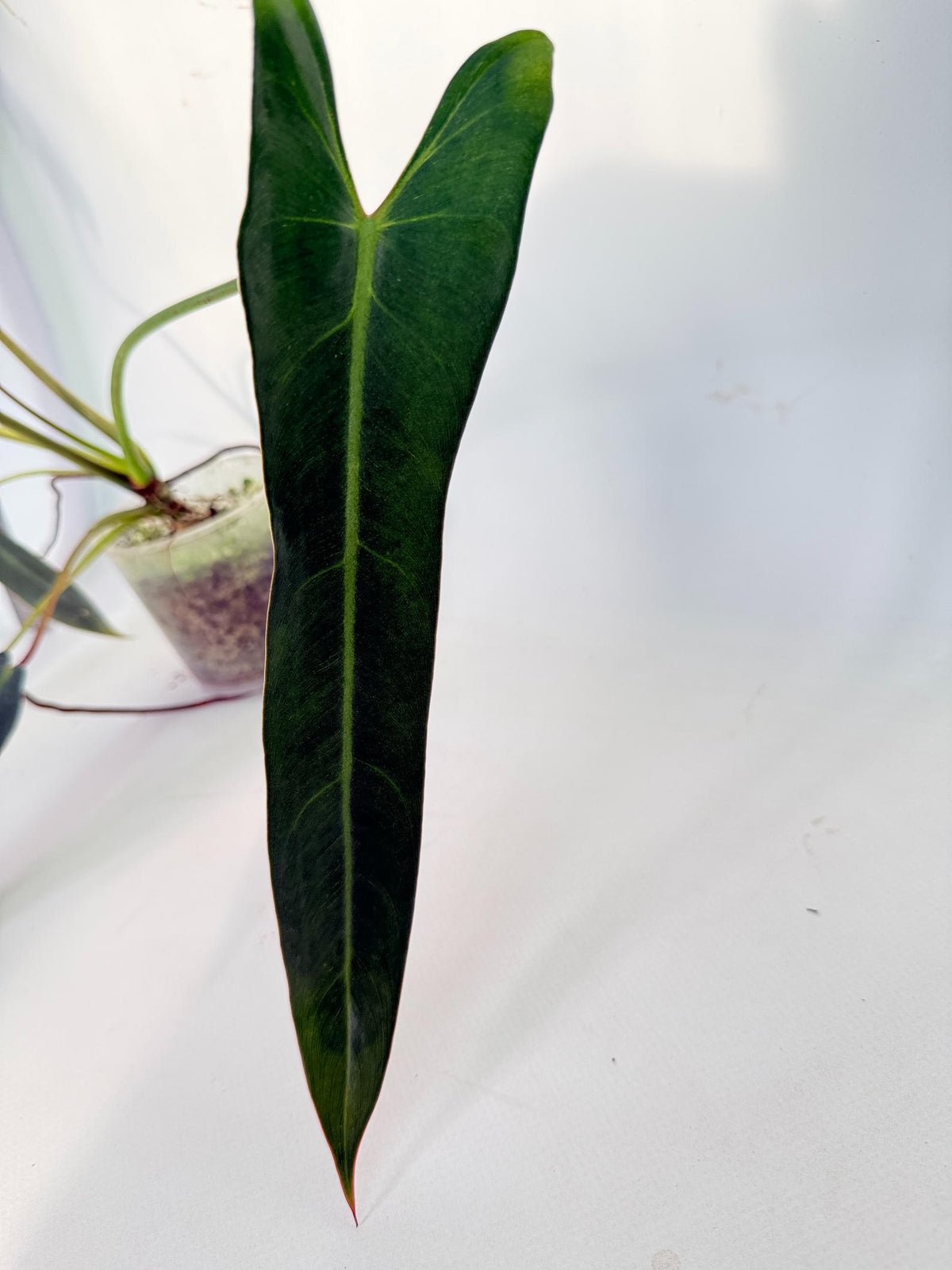 Philodendron Spiritus Sancti 2