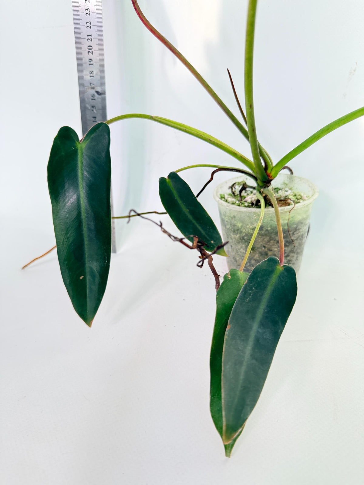 Philodendron Spiritus Sancti 5