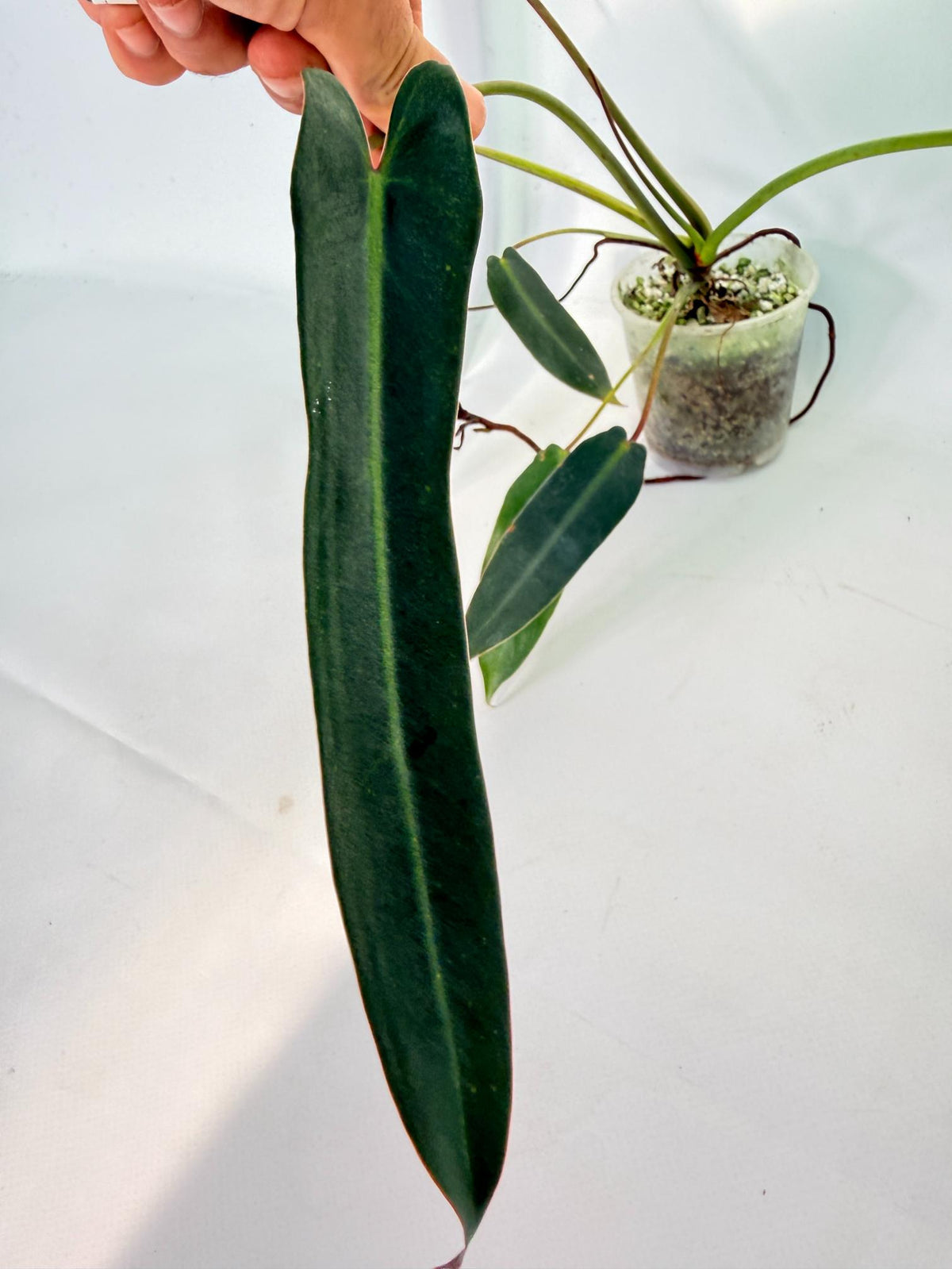 Philodendron Spiritus Sancti 6