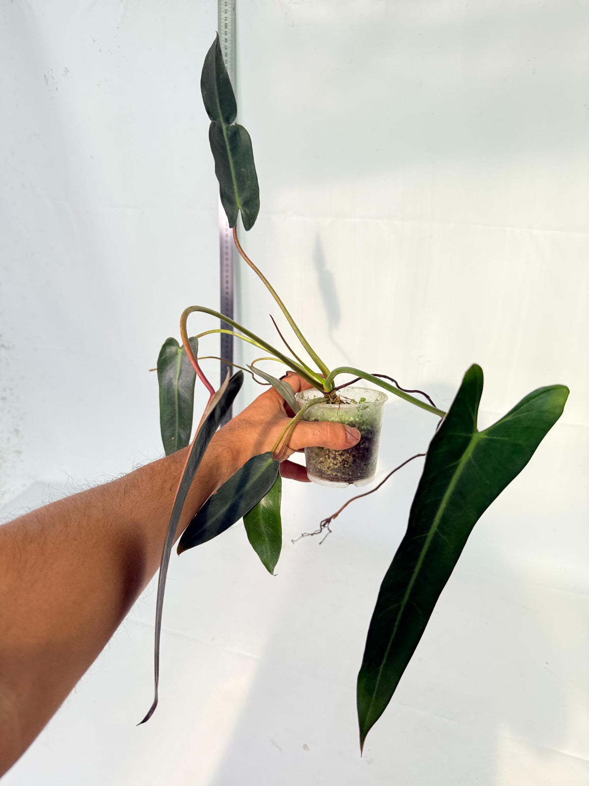 Philodendron Spiritus Sancti 7