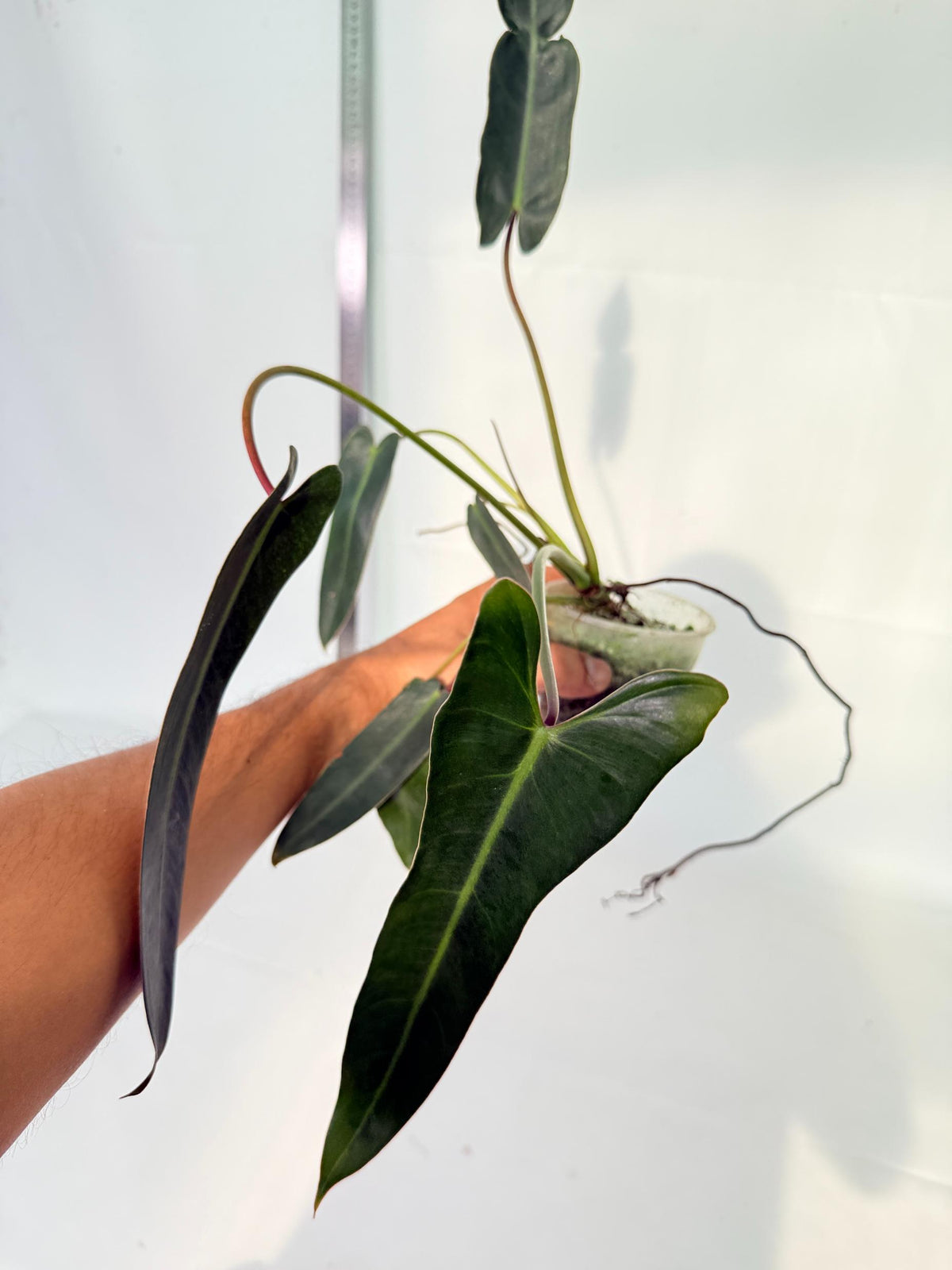 Philodendron Spiritus Sancti 3