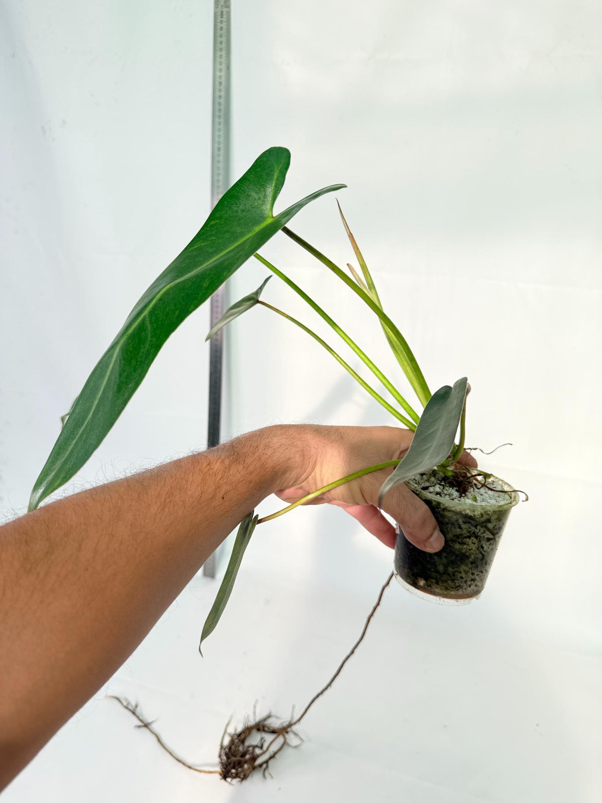 Philodendron Spiritus Sancti 3