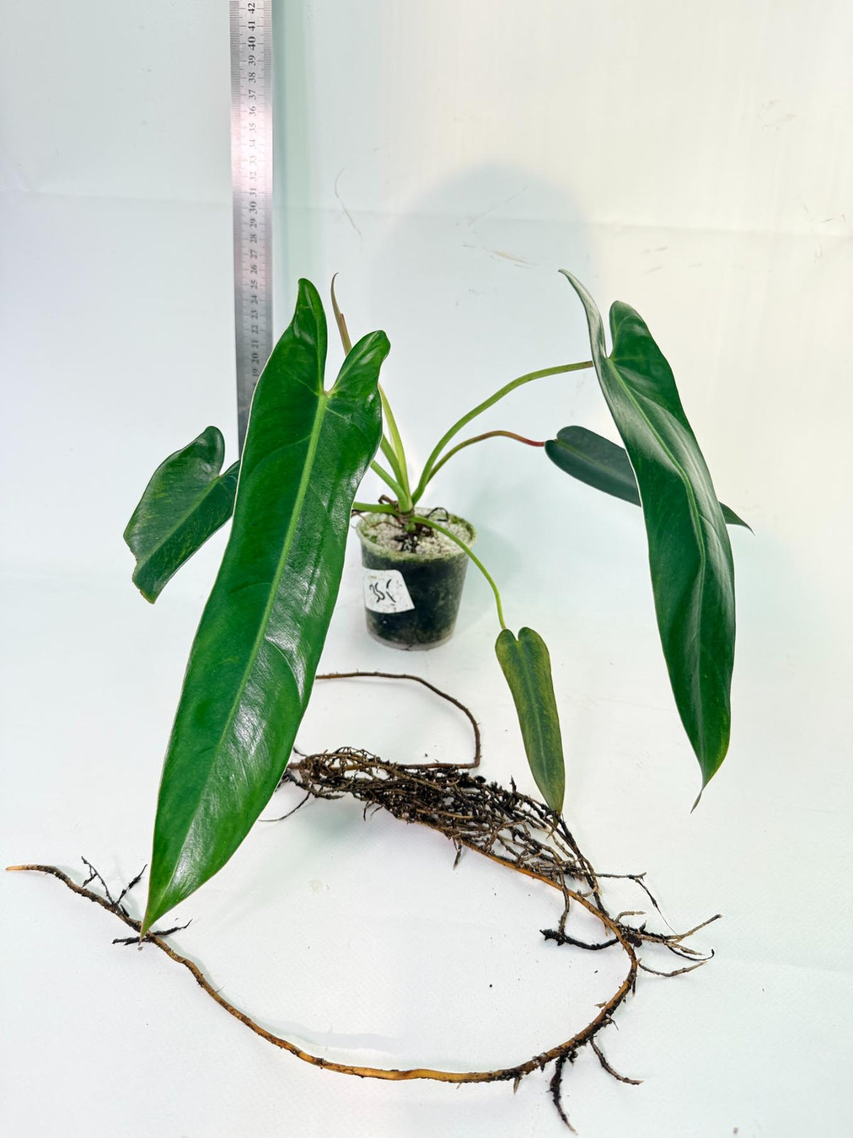 Philodendron Spiritus Sancti 5