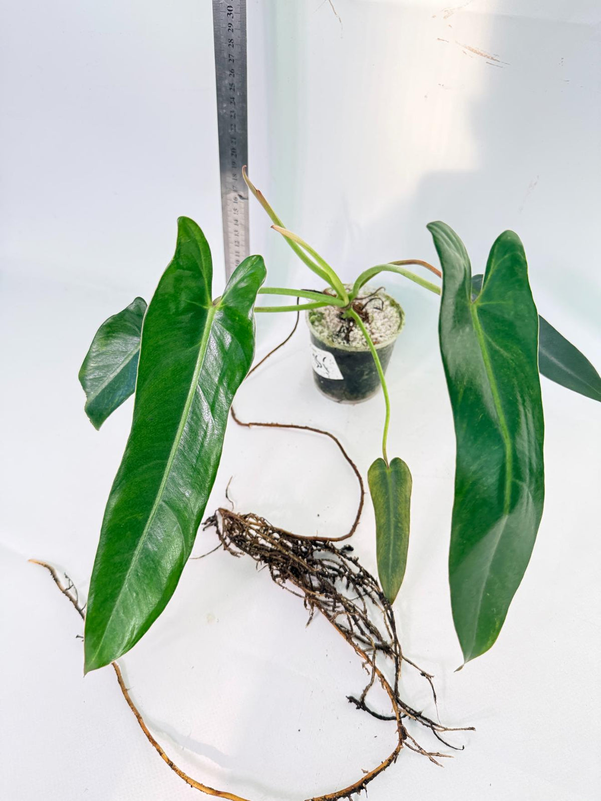 Philodendron Spiritus Sancti 1