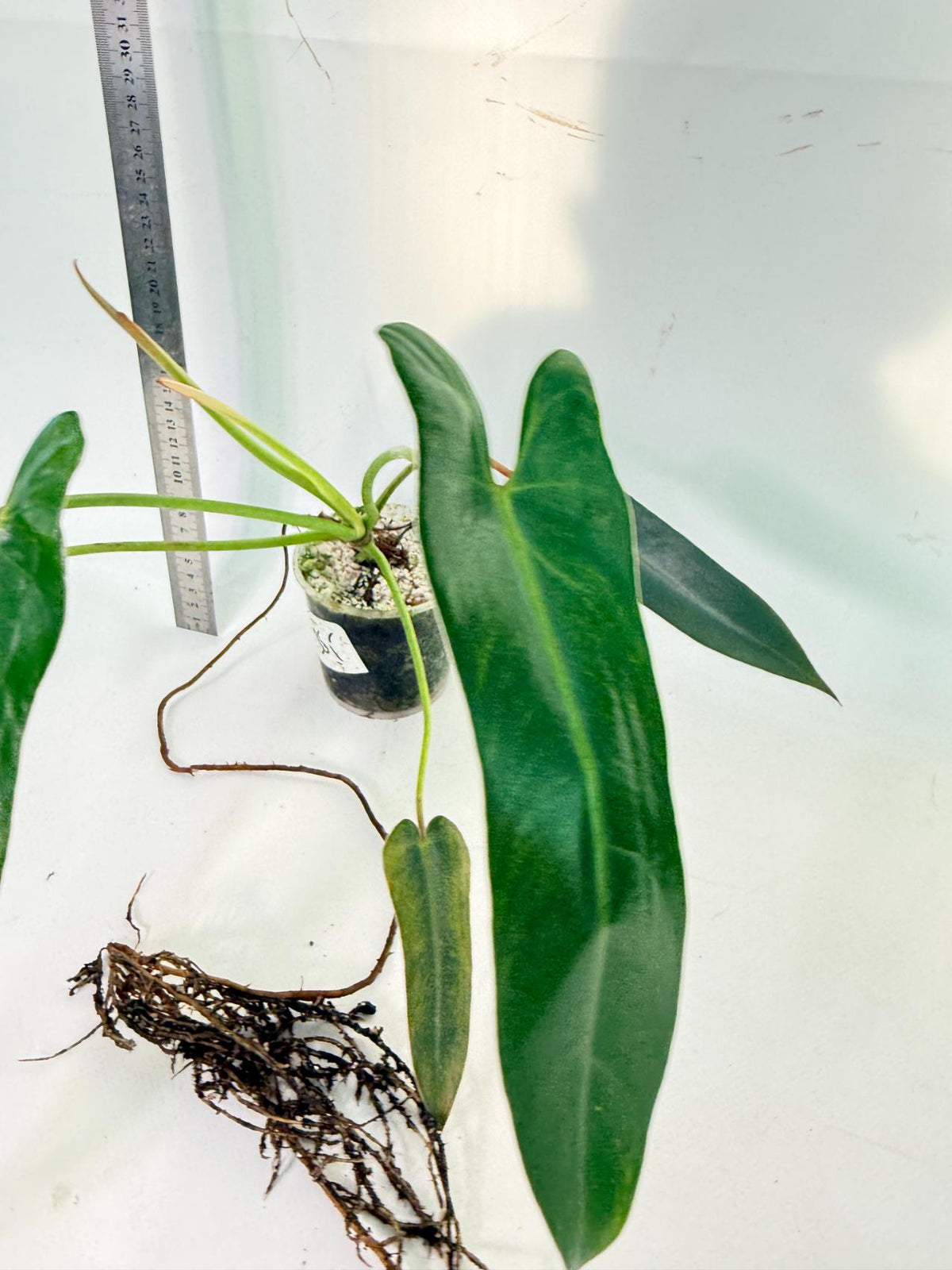 Philodendron Spiritus Sancti 2