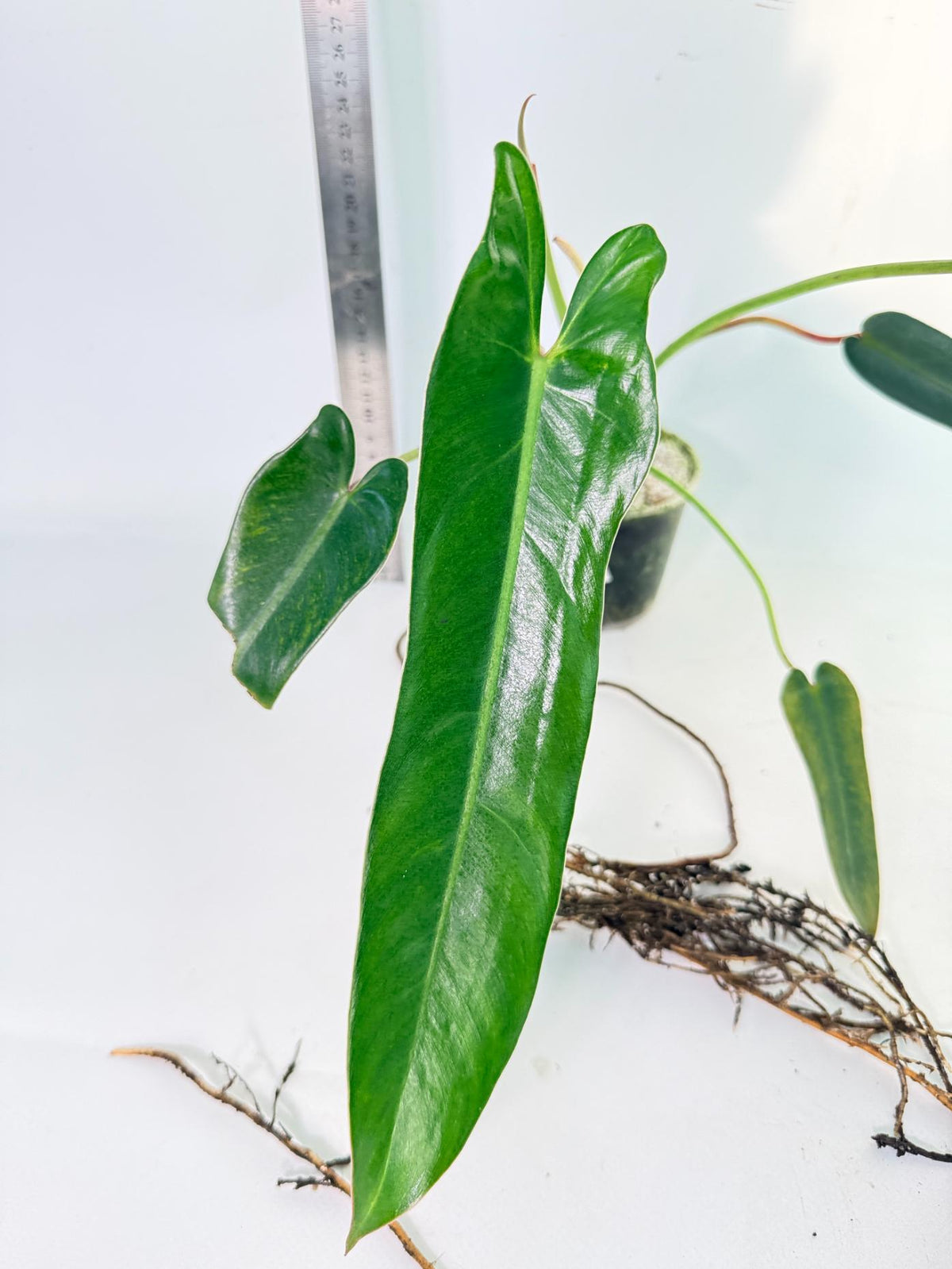 Philodendron Spiritus Sancti 4
