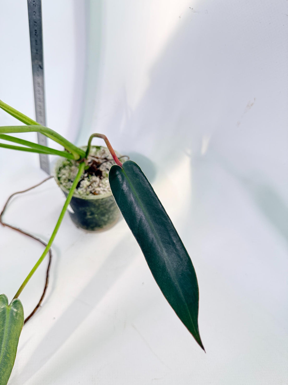 Philodendron Spiritus Sancti 6