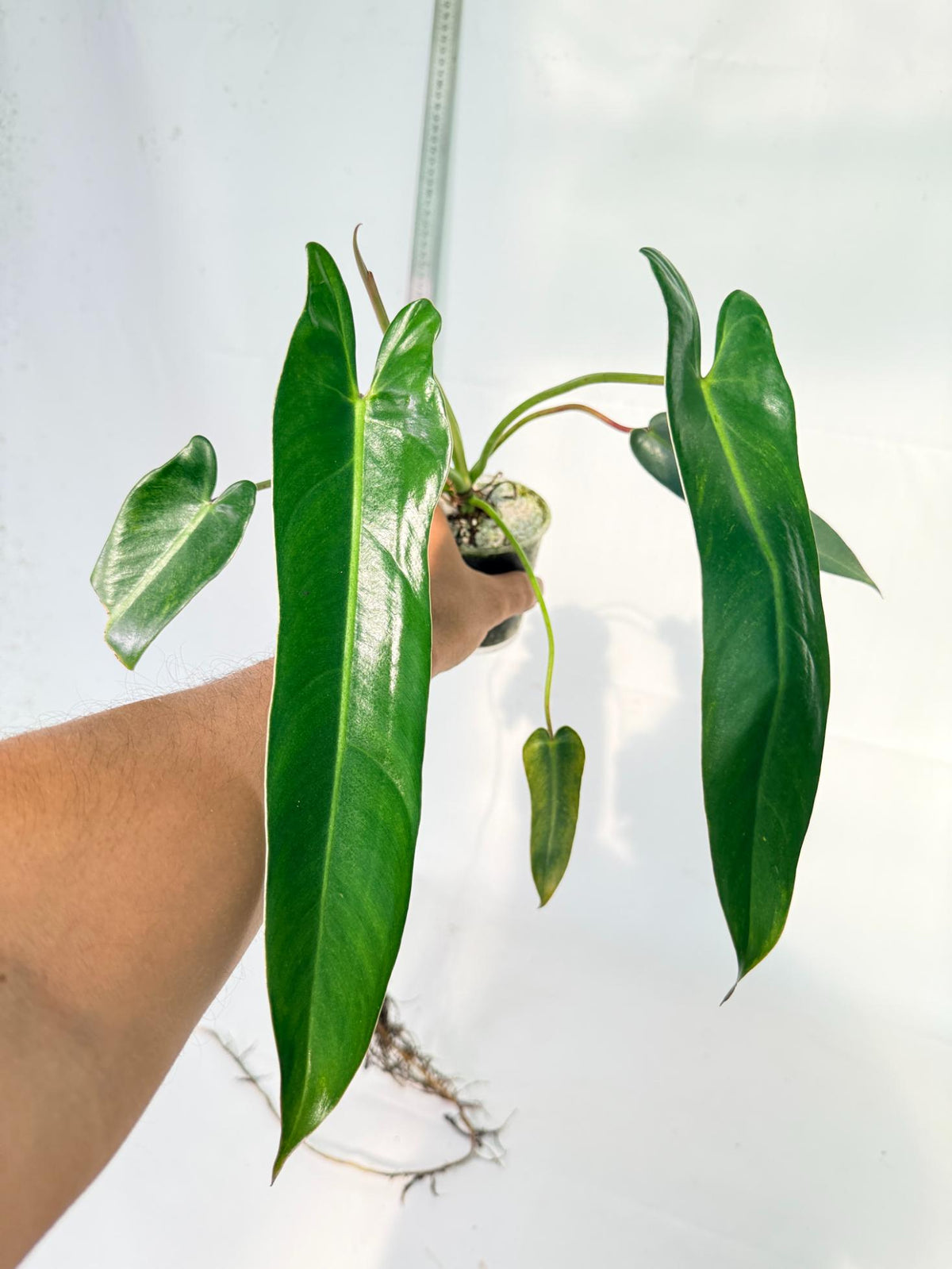 Philodendron Spiritus Sancti 7