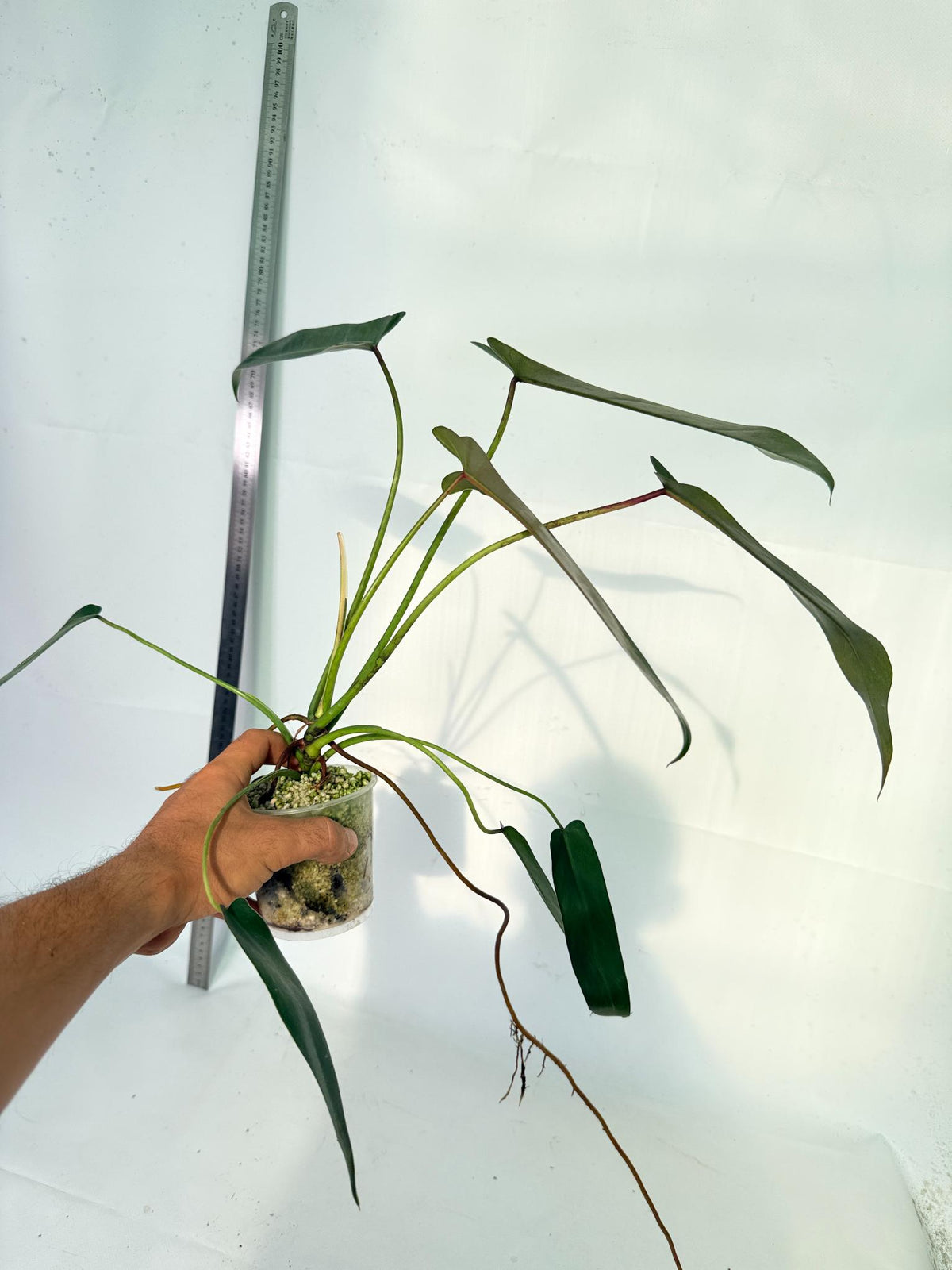 Philodendron Spiritus Sancti 8