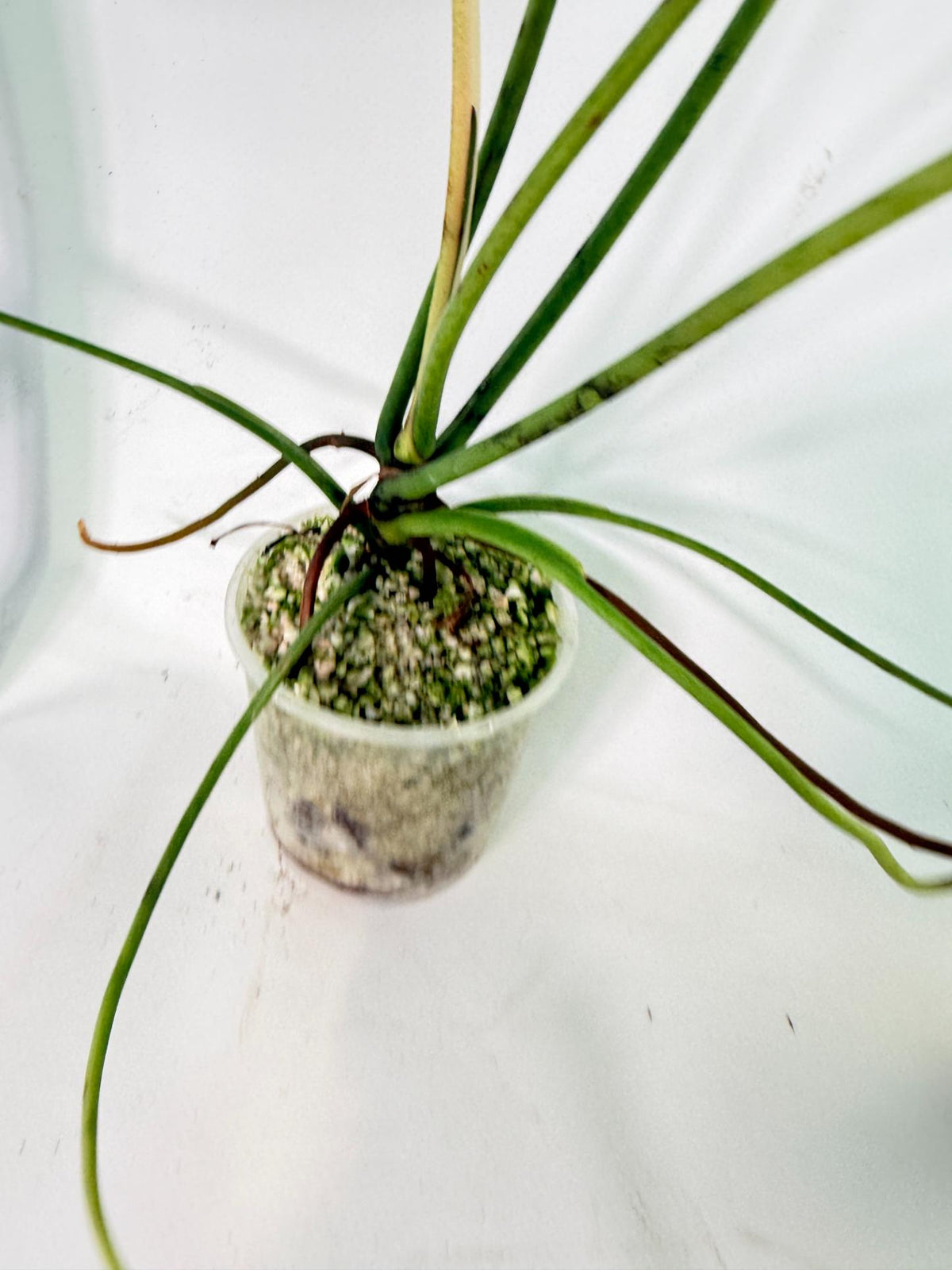 Philodendron Spiritus Sancti 10